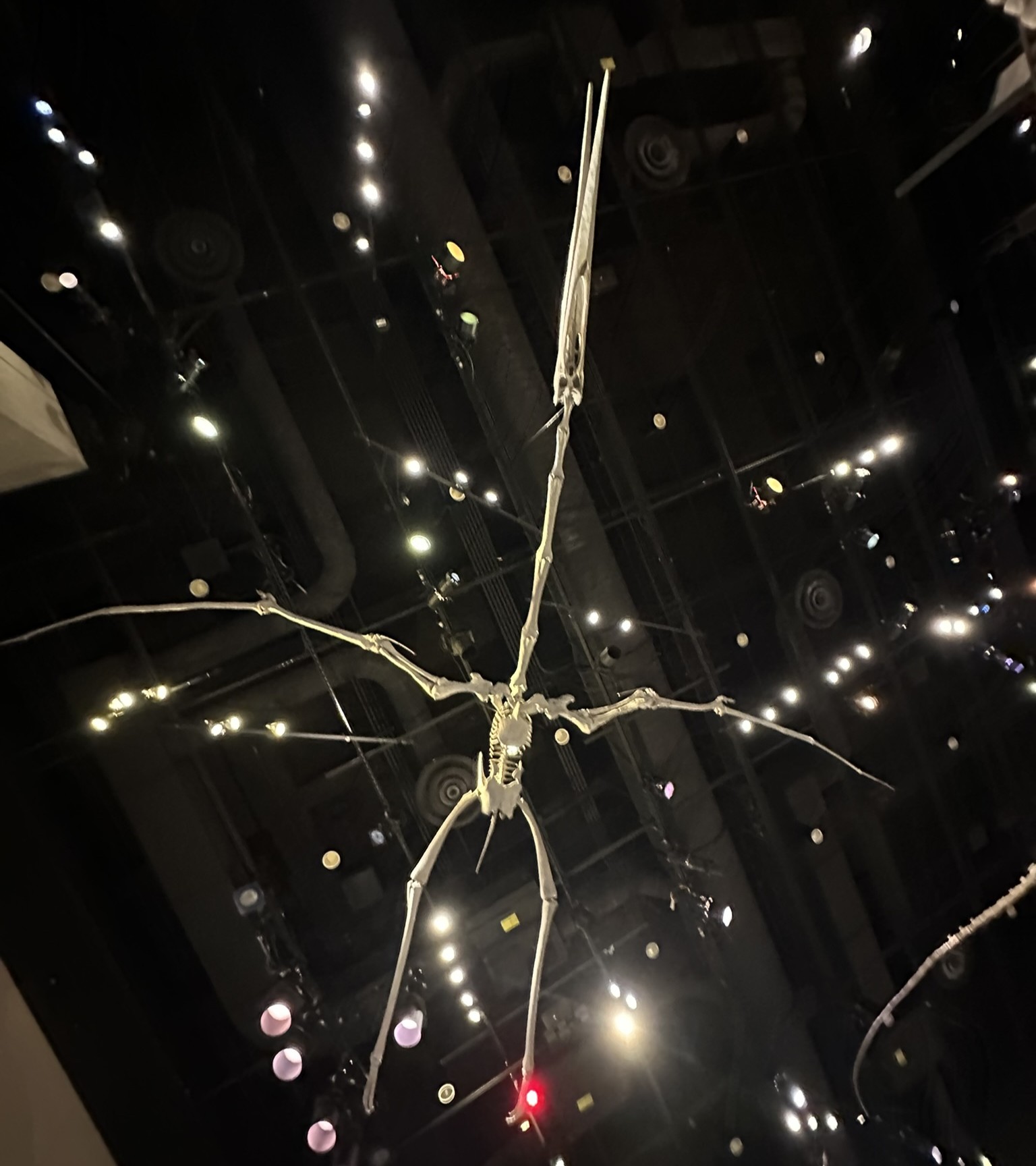 Quetzalcoatlus museum model seen from below showing the massive wingspan and flight posture