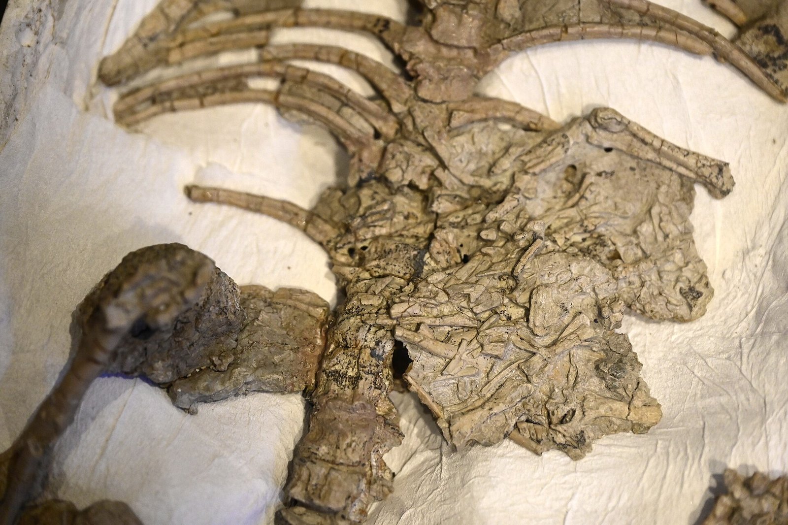 Fossil of Repenomamus robustus with a juvenile Psittacosaurus preserved inside its stomach