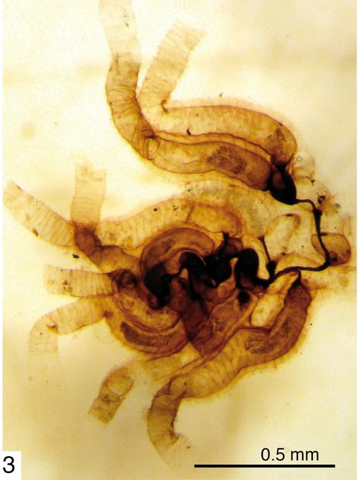 Rhabdopleura compacta, the living graptolite relative, with its tiny black upright tubes grown on a shell