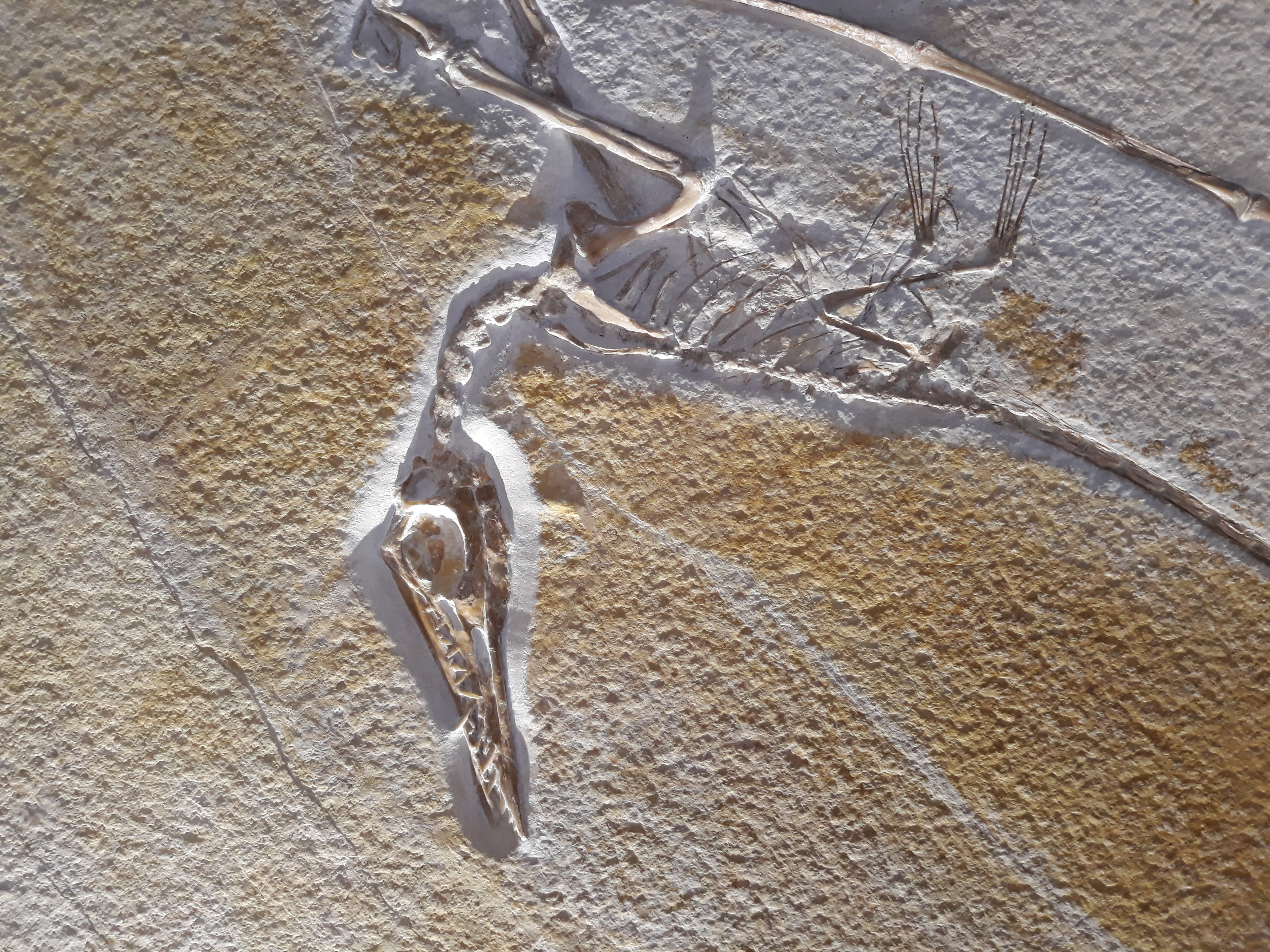 Well-preserved Rhamphorhynchus muensteri fossil showing wing bones and tail vertebrae