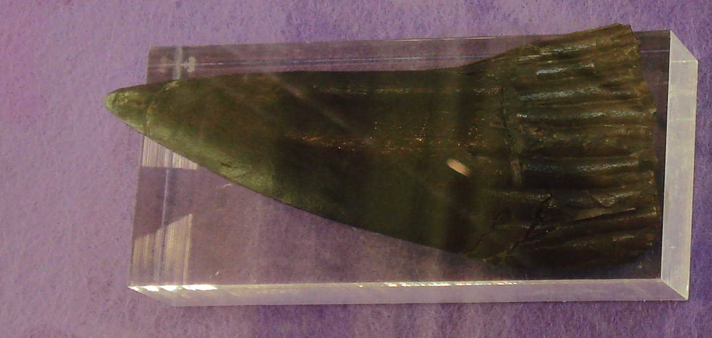 Fossilized tooth of Rhizodus hibberti showing the distinctive root structure that gave rhizodonts their name