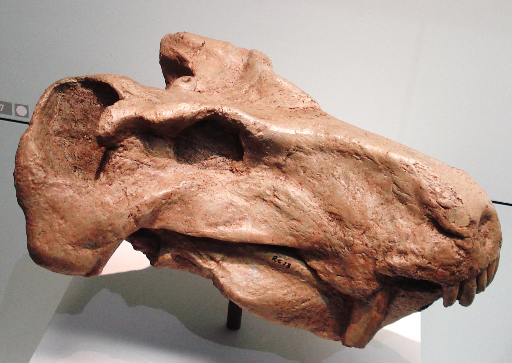Fossilised skull of Rubidgea, a gorgonopsid from the Karoo Basin of South Africa