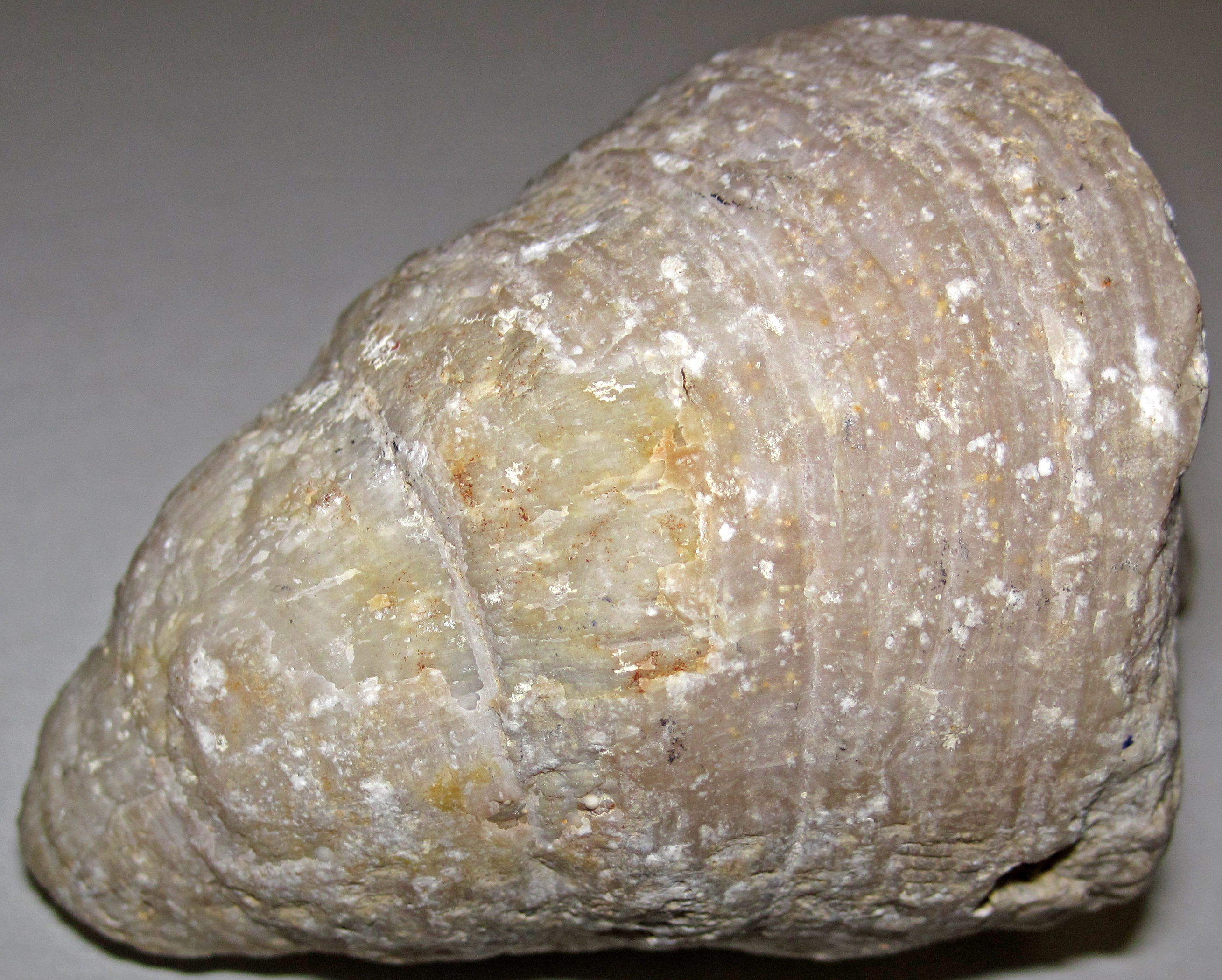 Rugose horn coral fossil showing the characteristic wedge-shaped corallite structure