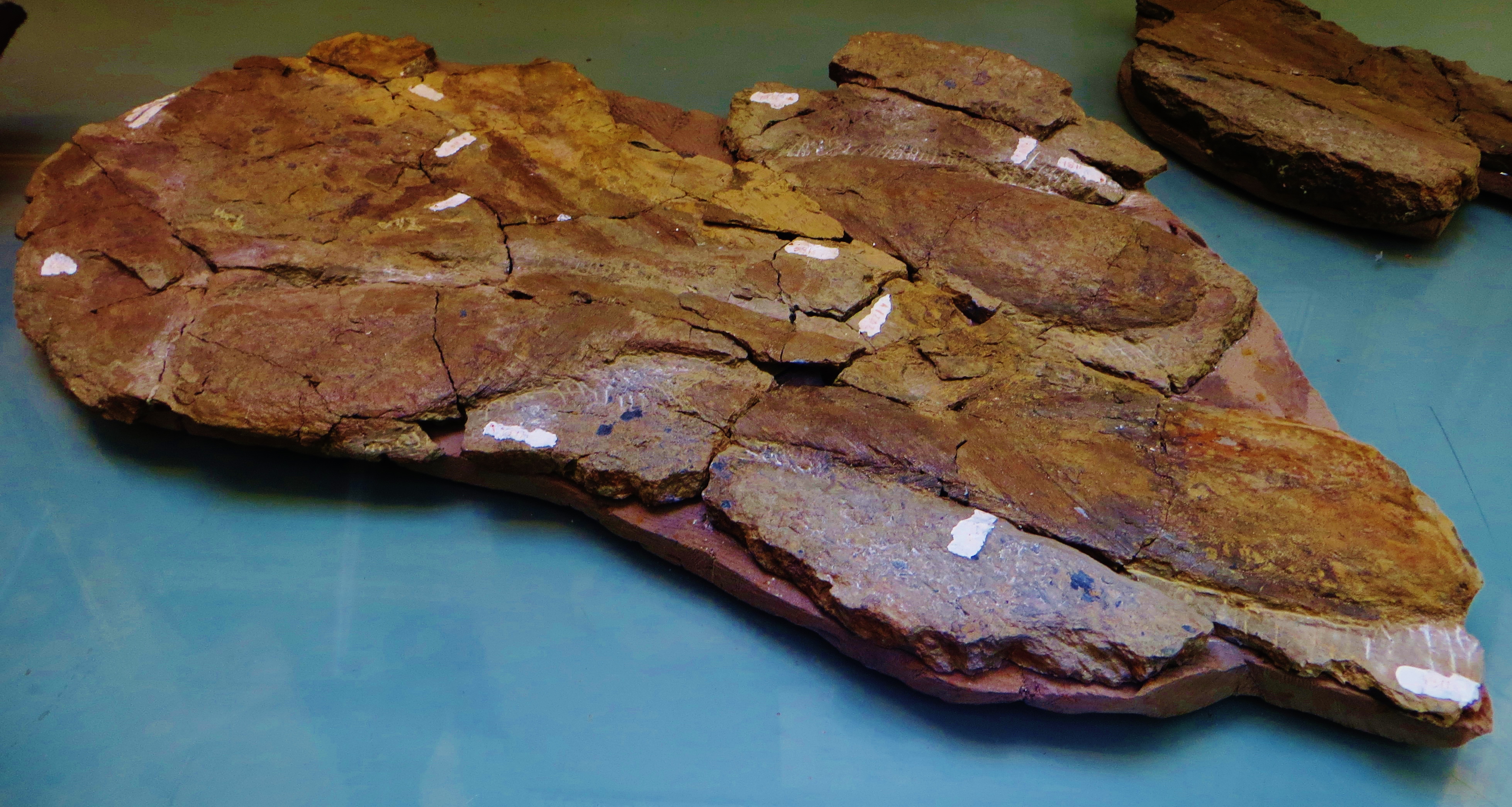 Fossil slab with several complete Sacabambaspis specimens preserved side by side