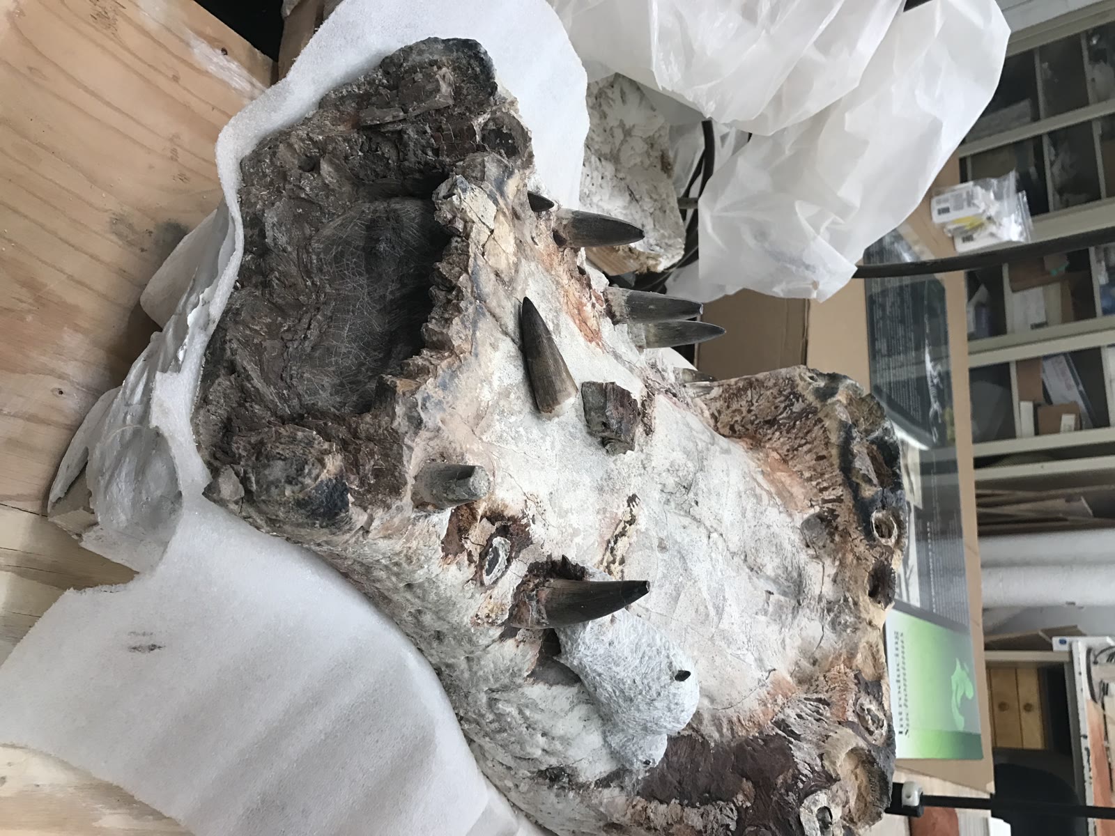 Fossil snout of Sarcosuchus on display showing the tooth row and jaw margin