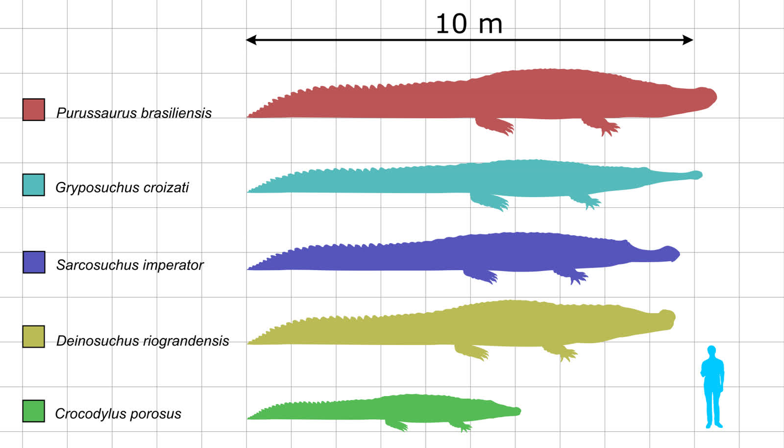 Size chart comparing Sarcosuchus with Deinosuchus, Purussaurus and a human
