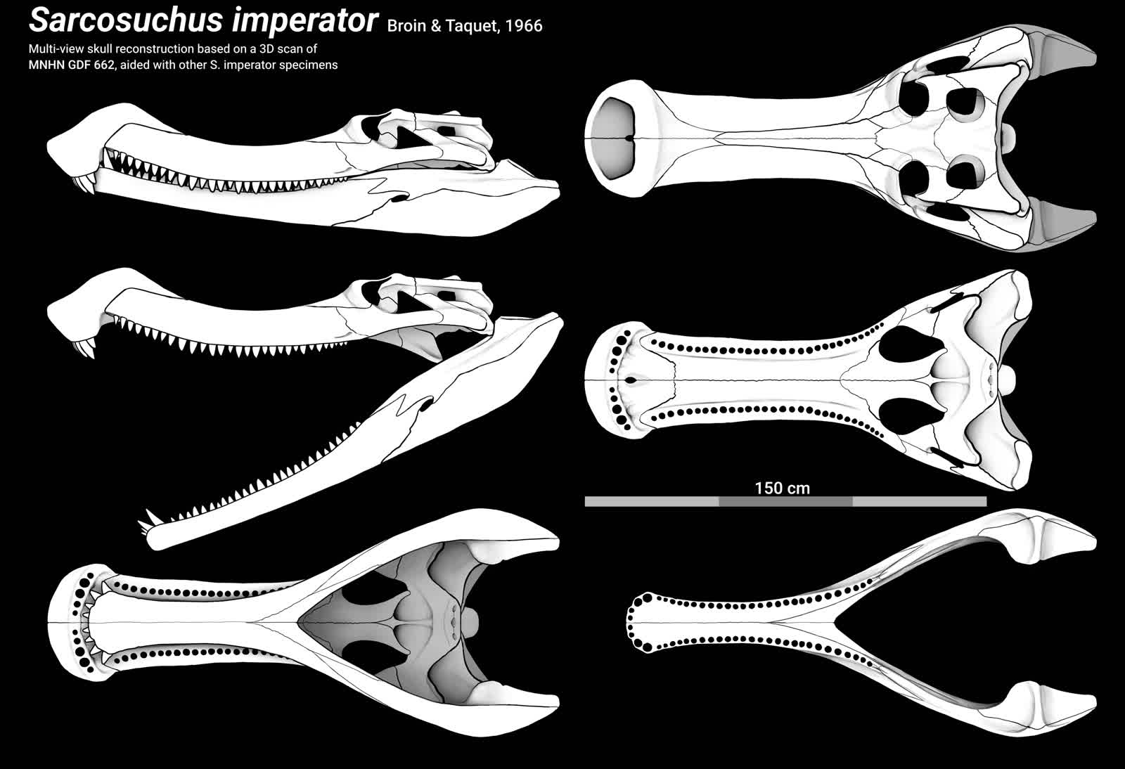 Reconstructed skull of Sarcosuchus imperator showing the long snout and heavy teeth