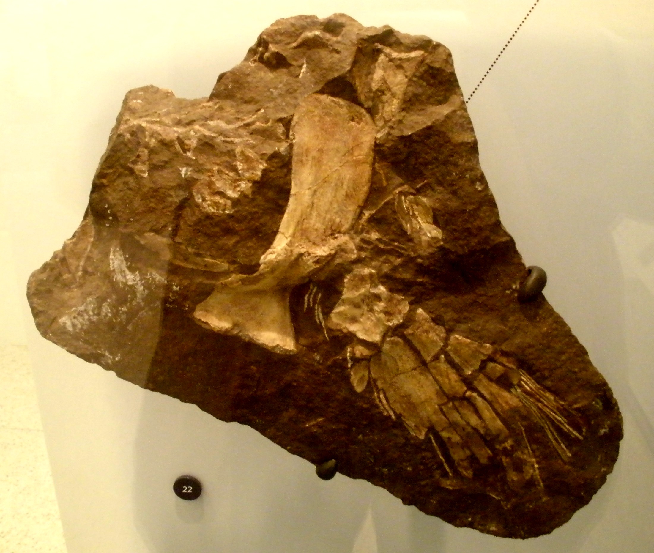 Fossil specimen of Sauripteris taylori showing the detailed internal bone structure of its lobe fin