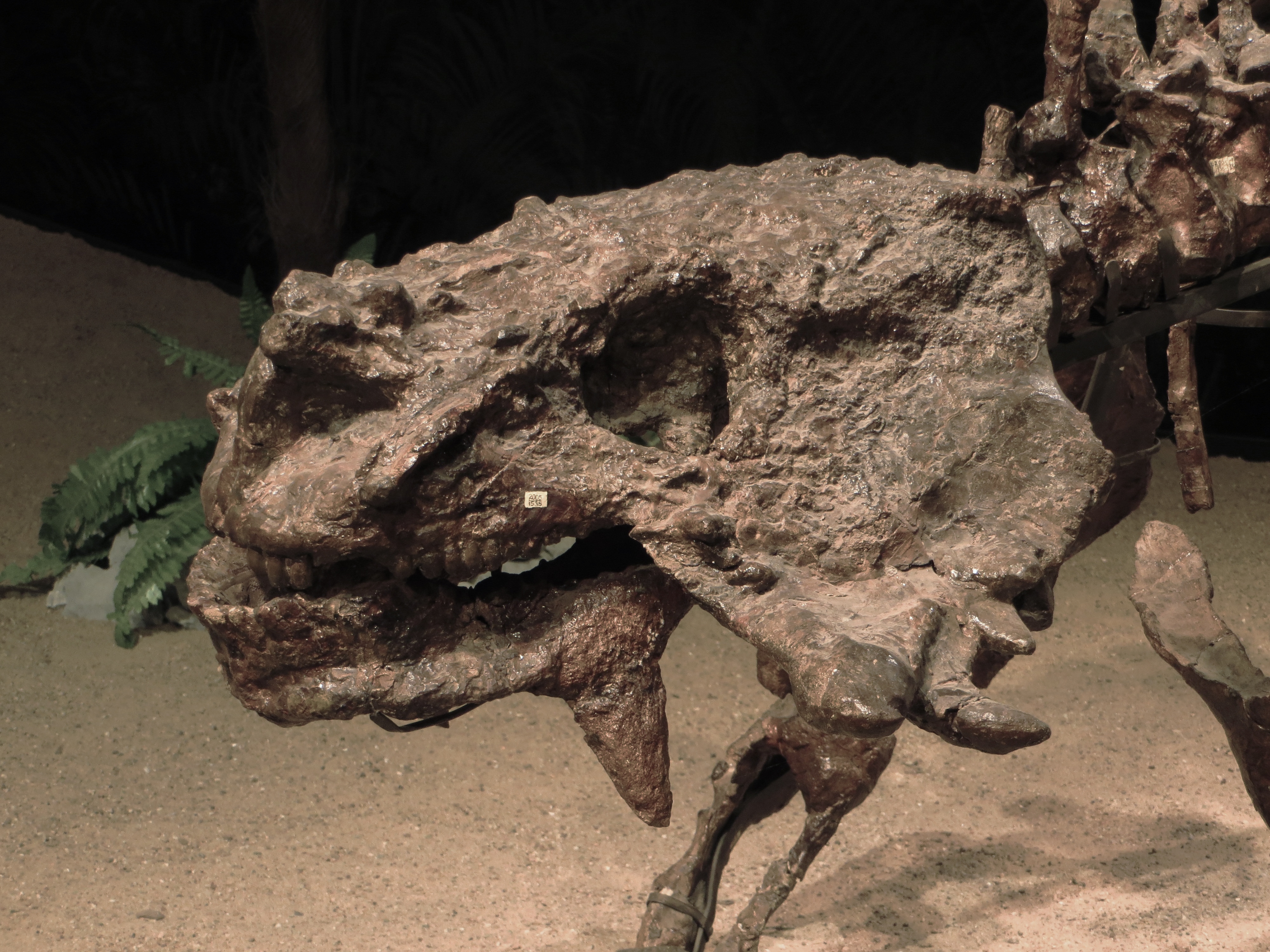 Fossilized Scutosaurus karpinskii skull showing bumpy facial bosses and ridges