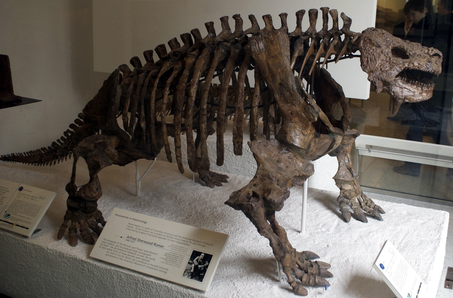Restoration of Scutosaurus, a heavy armoured Permian herbivore and gorgonopsid prey