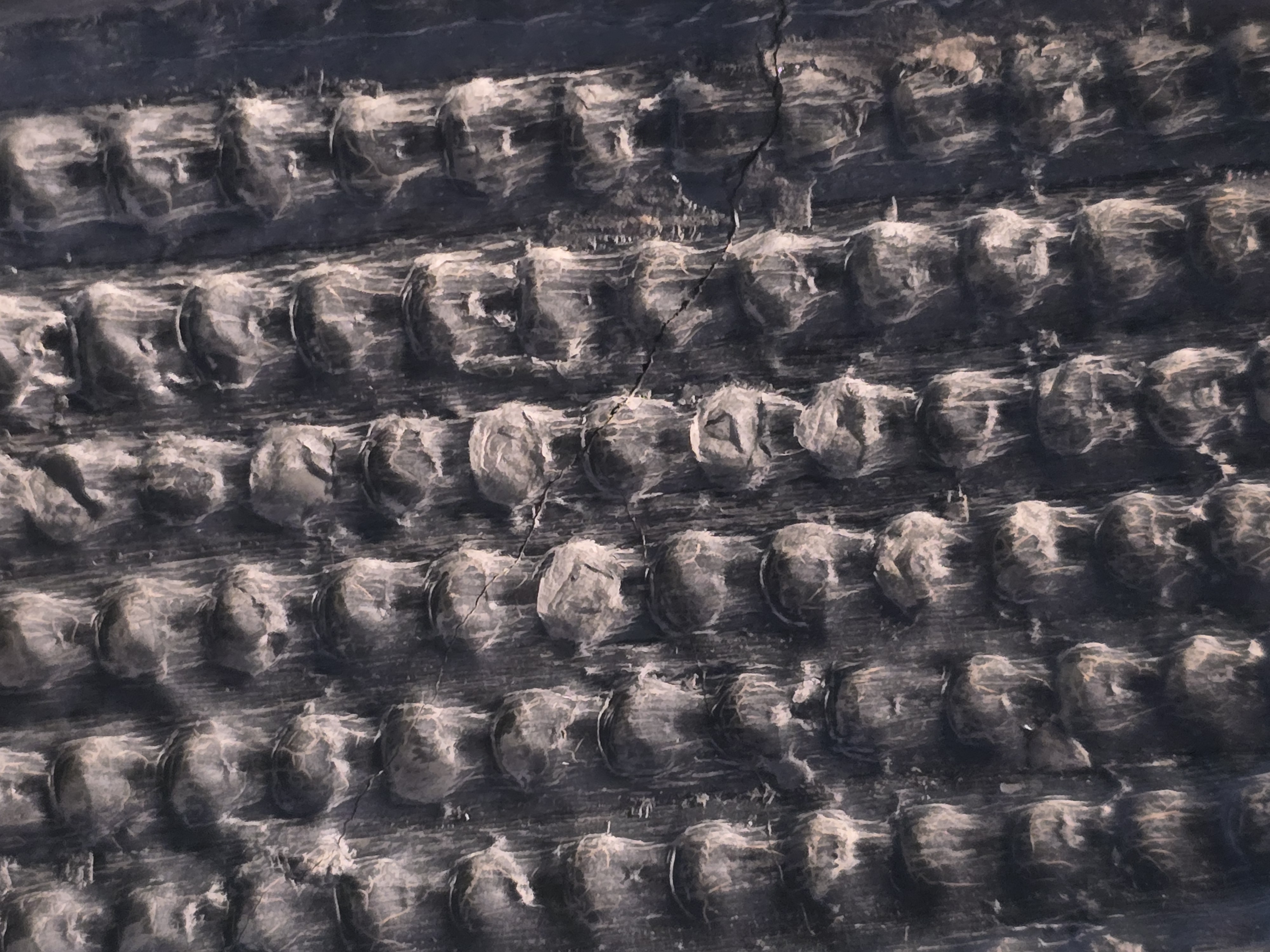 Sigillaria fossil trunk showing vertical rows of distinctive circular leaf scars