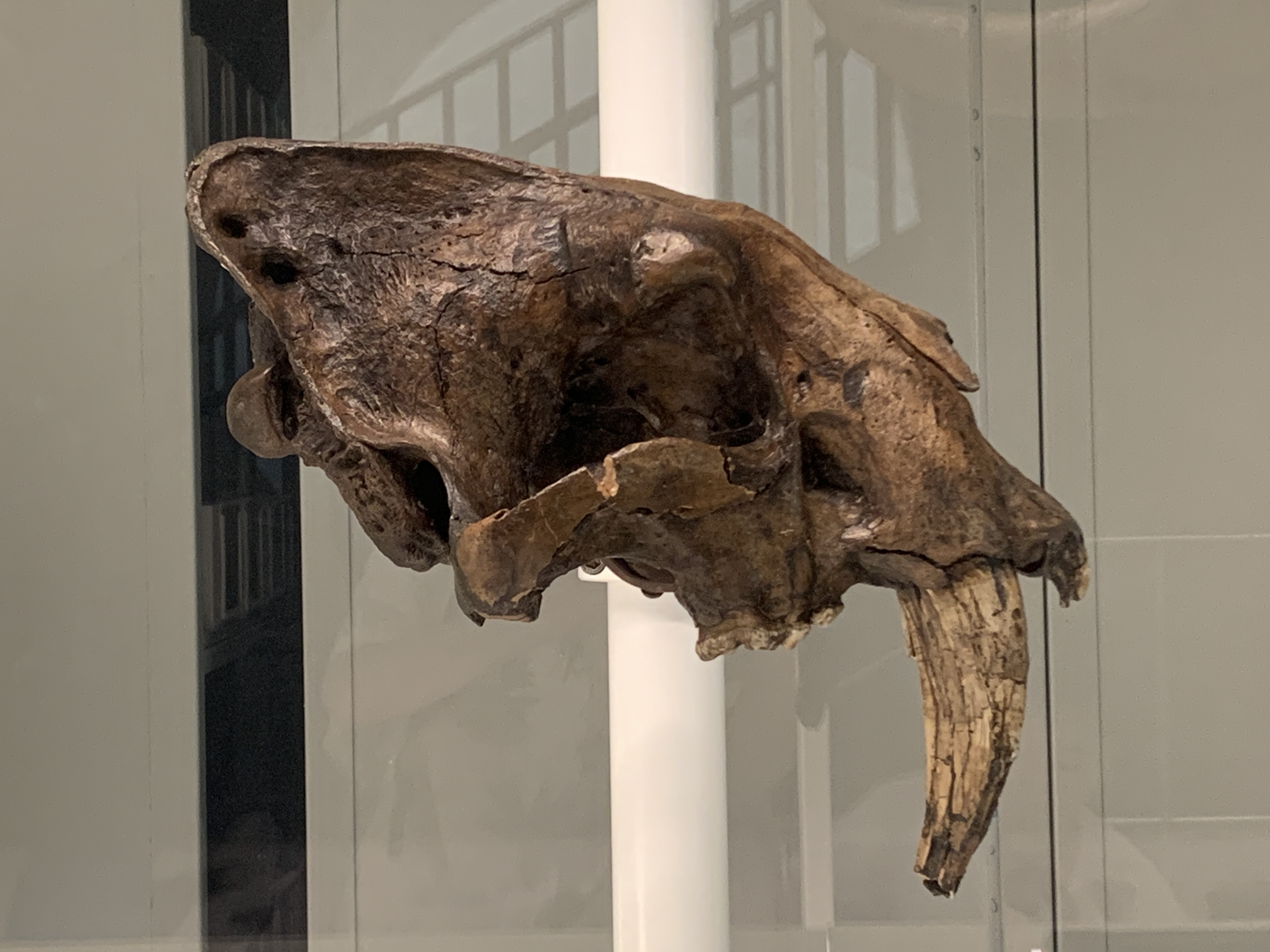 Smilodon fatalis skull at the American Museum of Natural History with long upper canines
