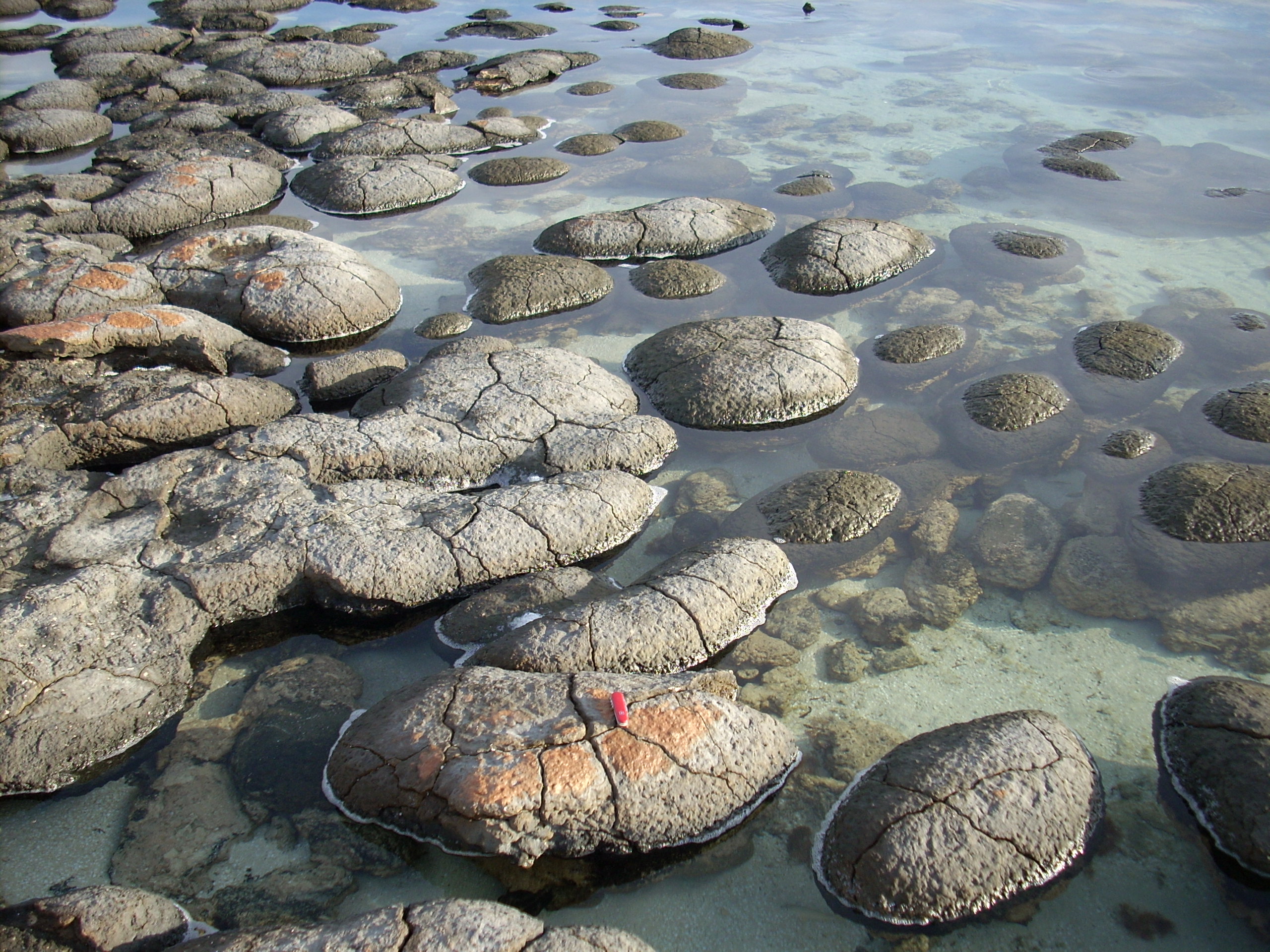 Living stromatolites in shallow water at Shark Bay, Australia, built by microbes just as in ancient seas