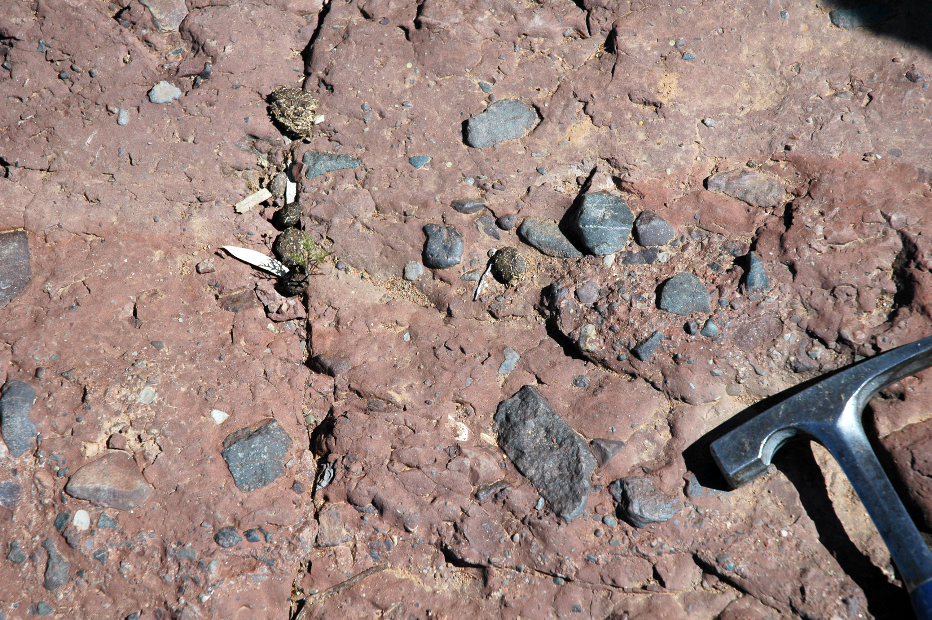 Neoproterozoic glacial tillite from the Elatina Formation, a rock made of ice-age debris in South Australia