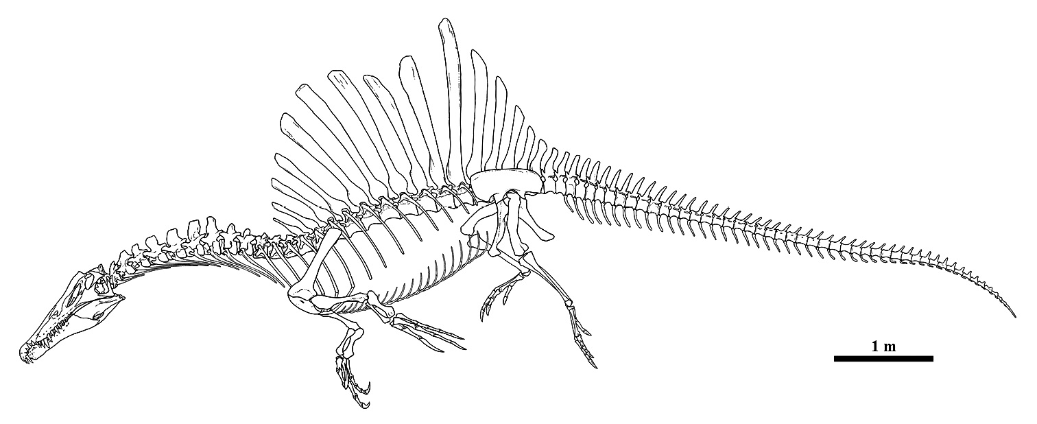 Reconstructed Spinosaurus aegyptiacus skeleton showing the elongated neural spines forming its characteristic sail