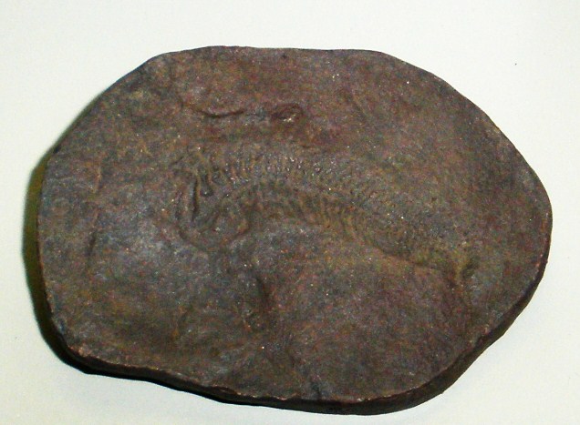 Spriggina floundersi fossil showing segmented body and crescent-shaped head