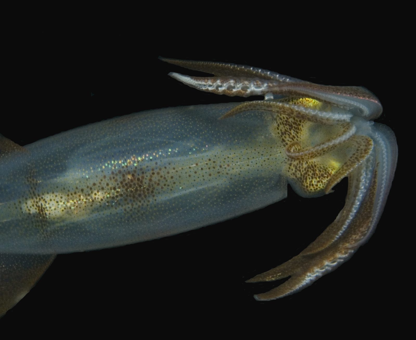 Living reef squid carrying a thin internal gladius, the modern shape of the coleoid shell