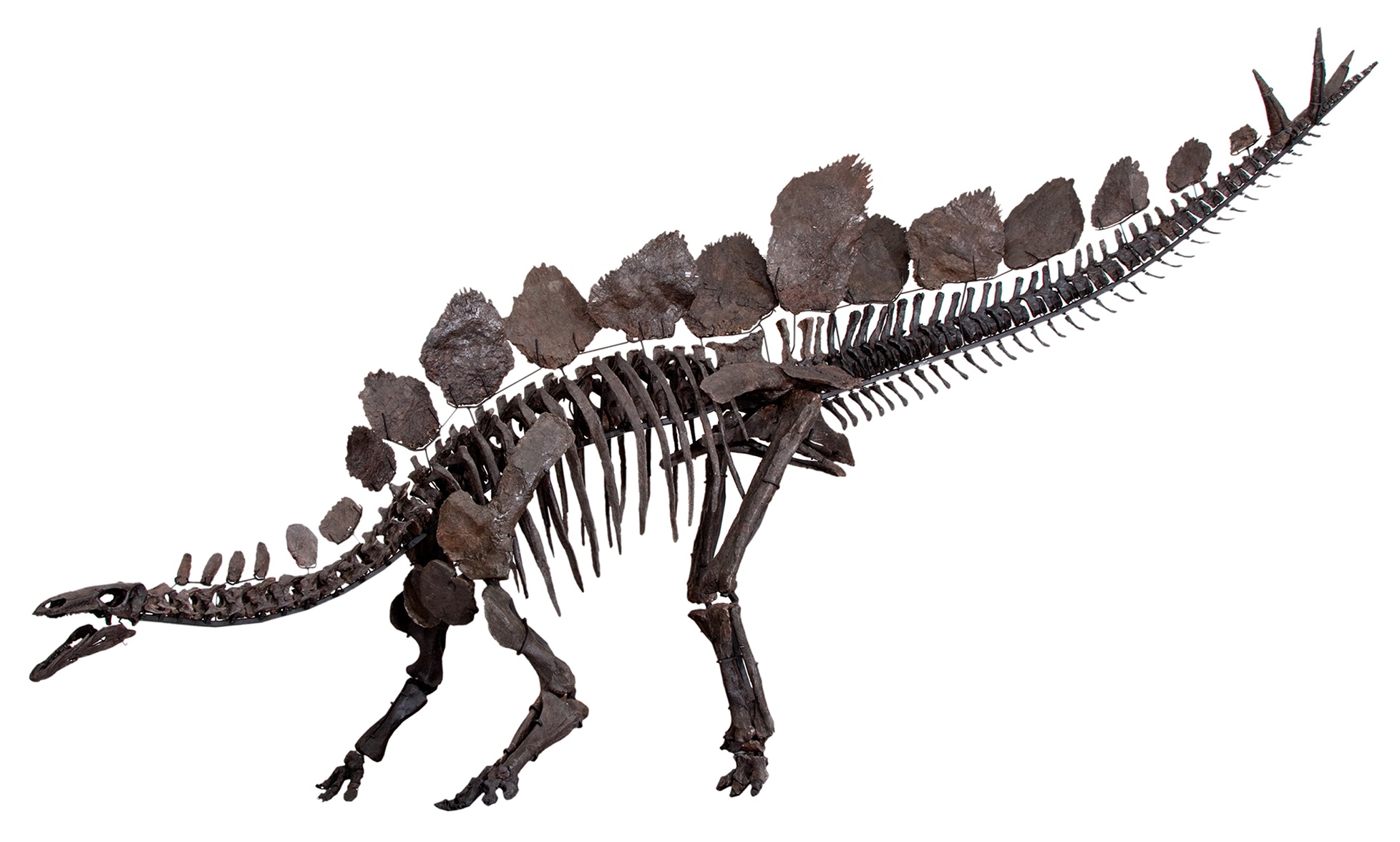 Mounted Stegosaurus stenops skeleton showing the double row of back plates and spiked tail