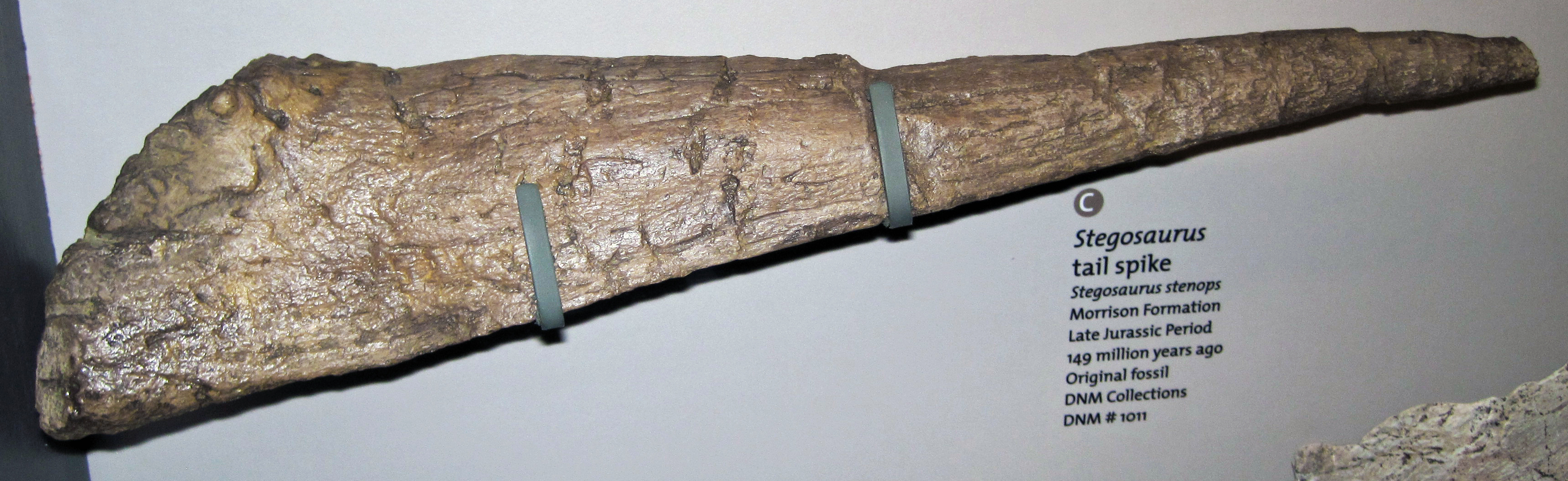 Fossil Stegosaurus tail spike from the Morrison Formation of Utah