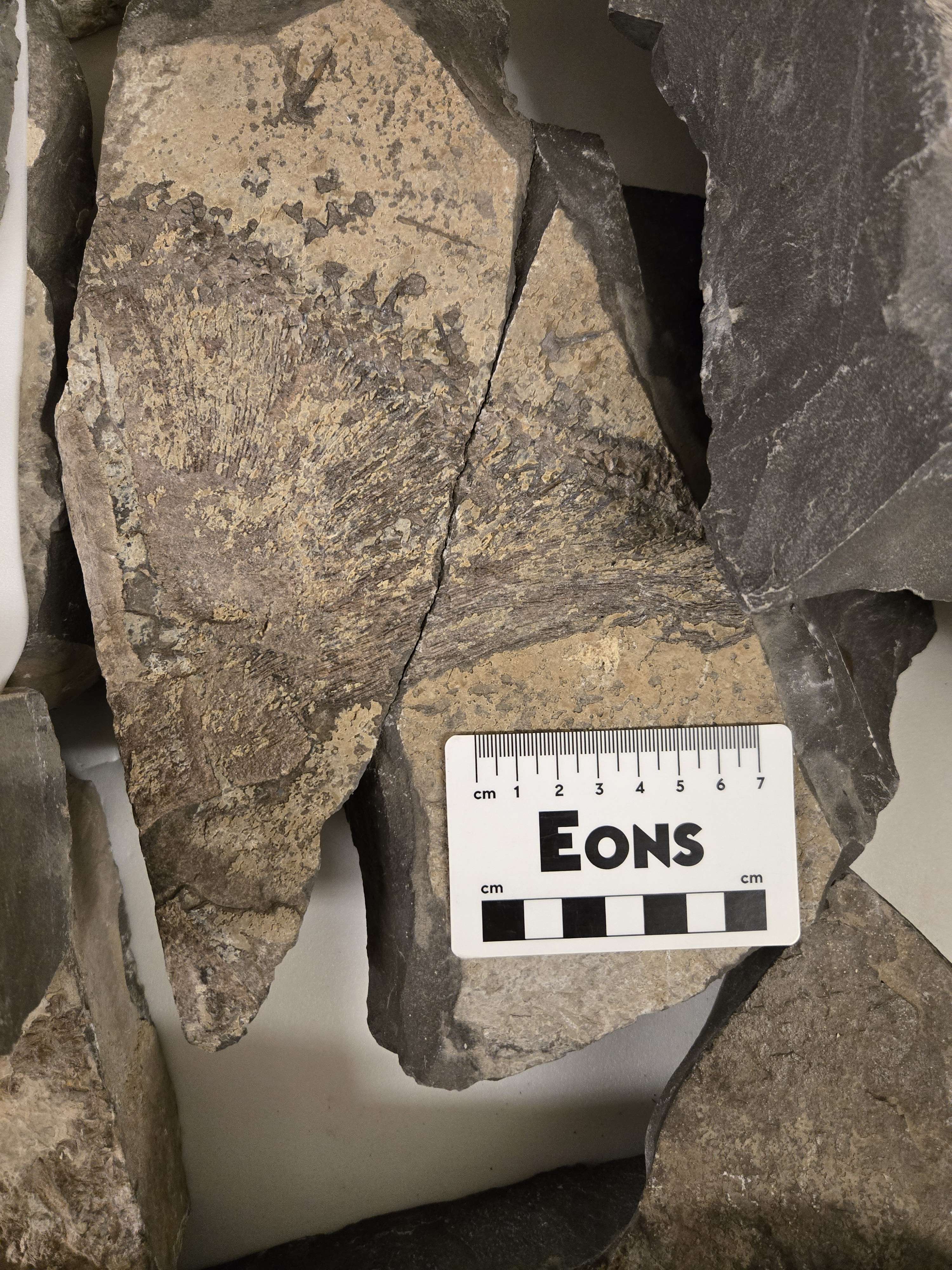 Fossilized spine of Stethacanthus altonensis from the Bear Gulch Limestone