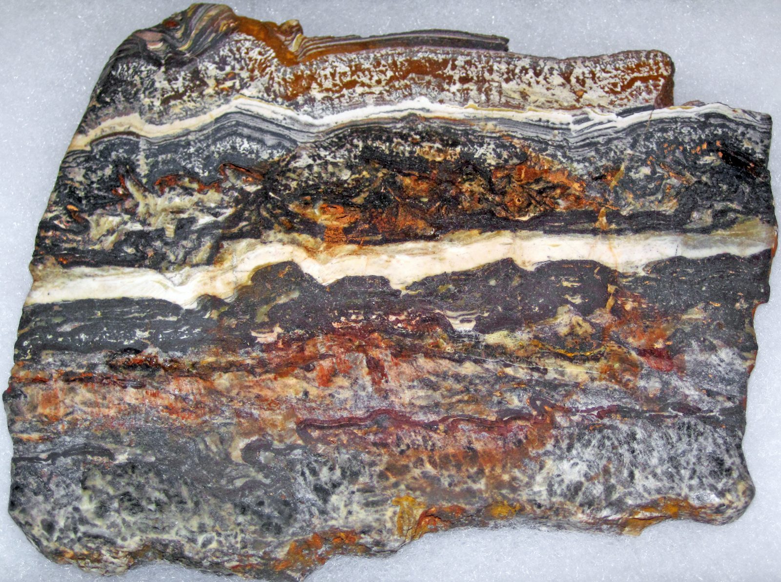 Fossil stromatolite from the 3.48 billion year old Dresser Formation, Pilbara, Western Australia