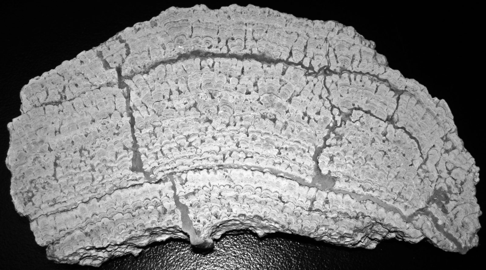 Fossil lacustrine stromatolite from the Eocene Green River Formation of Utah, showing layered domal structure