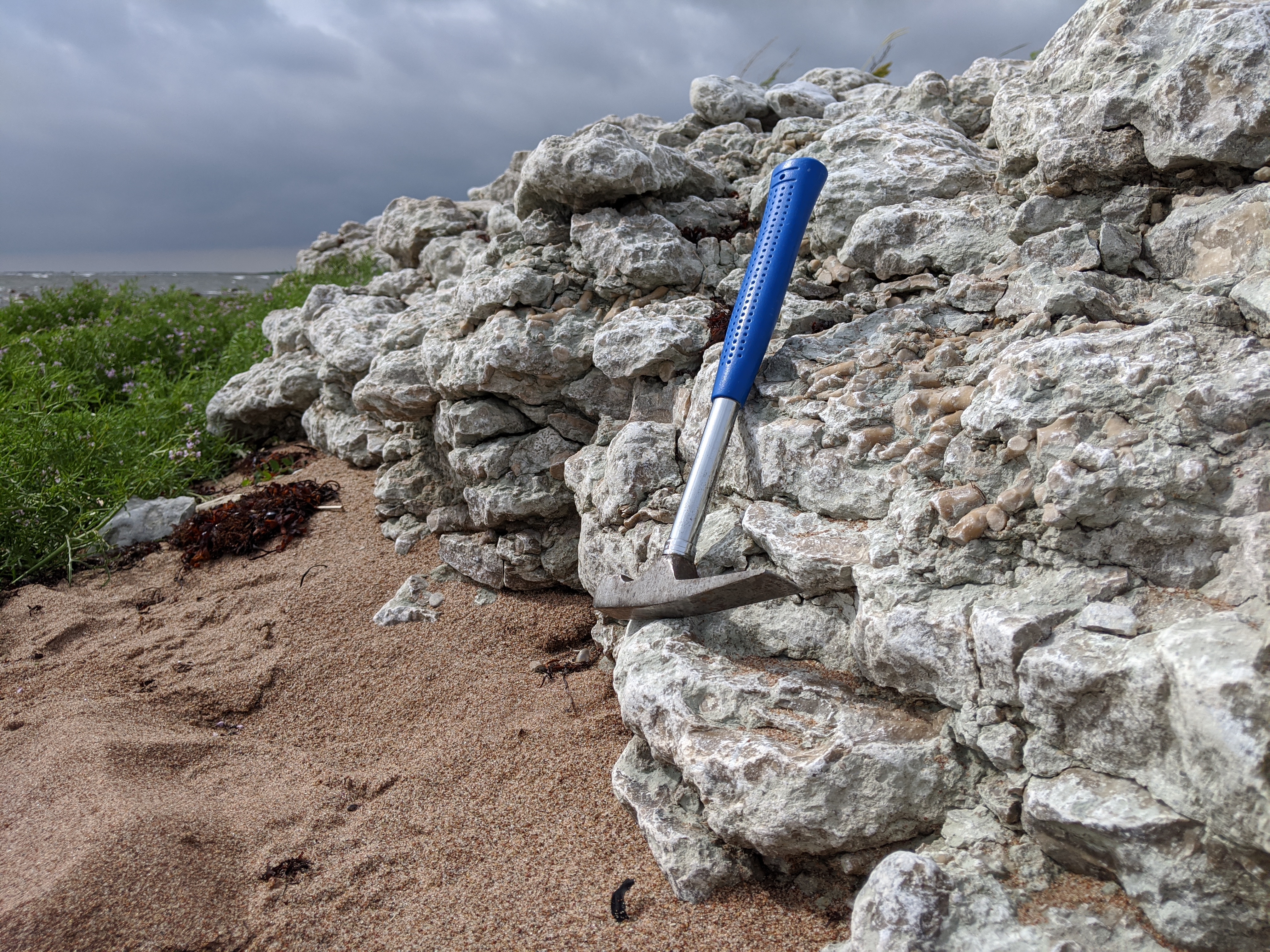 Stromatoporoid and coral fossils embedded in a rocky outcrop on Saaremaa island, Estonia