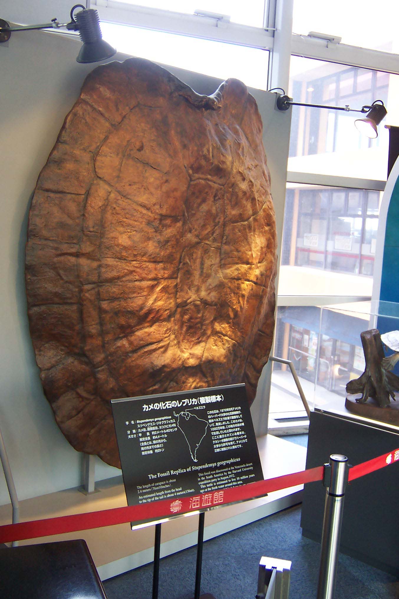 Reconstructed Stupendemys geographicus shell on display at a museum, showing the enormous size of this giant freshwater turtle
