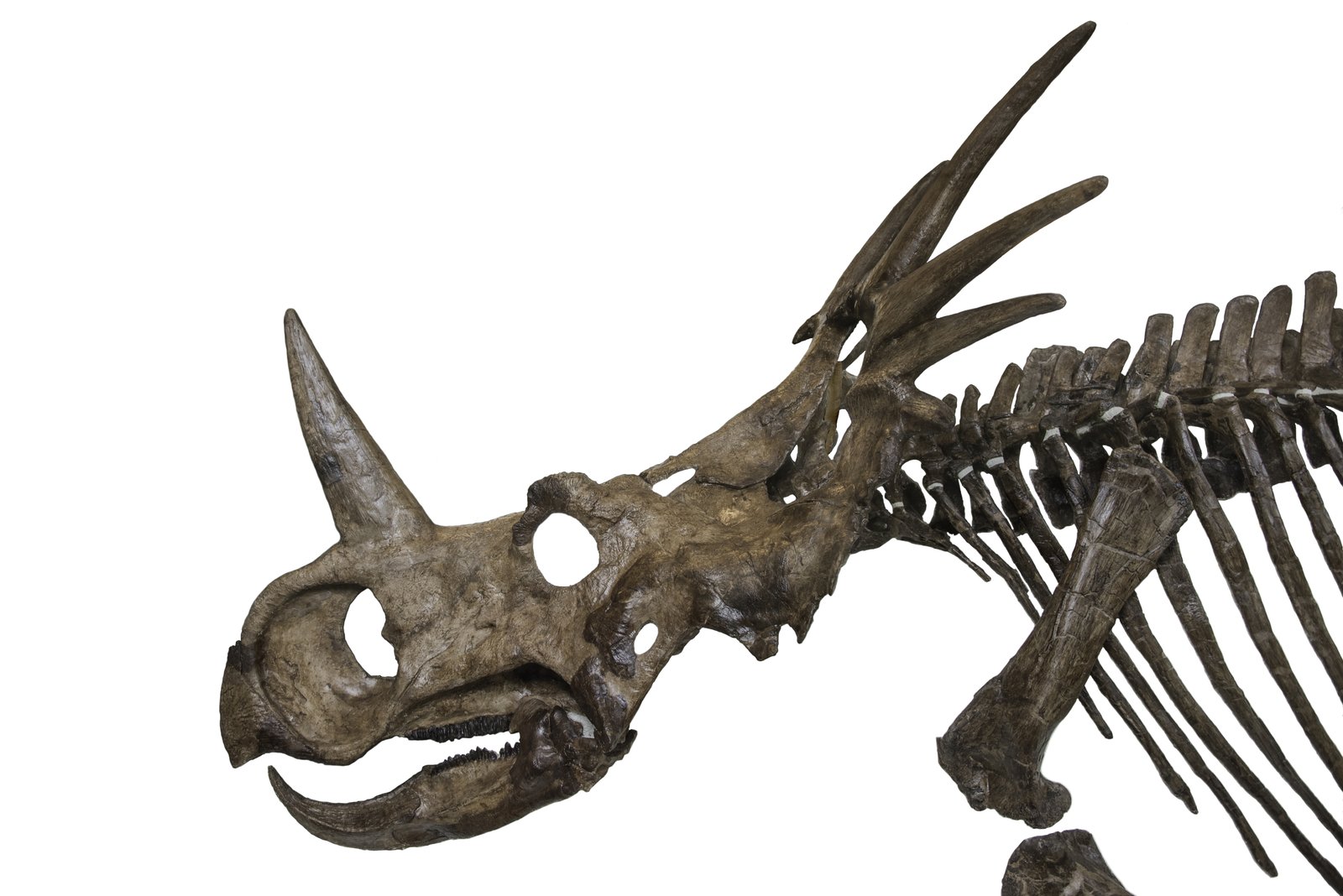Skull of Styracosaurus albertensis with long frill spikes and a single long nasal horn