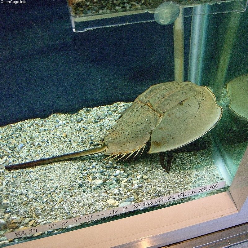 Japanese horseshoe crab Tachypleus tridentatus showing its distinctive elongated telson