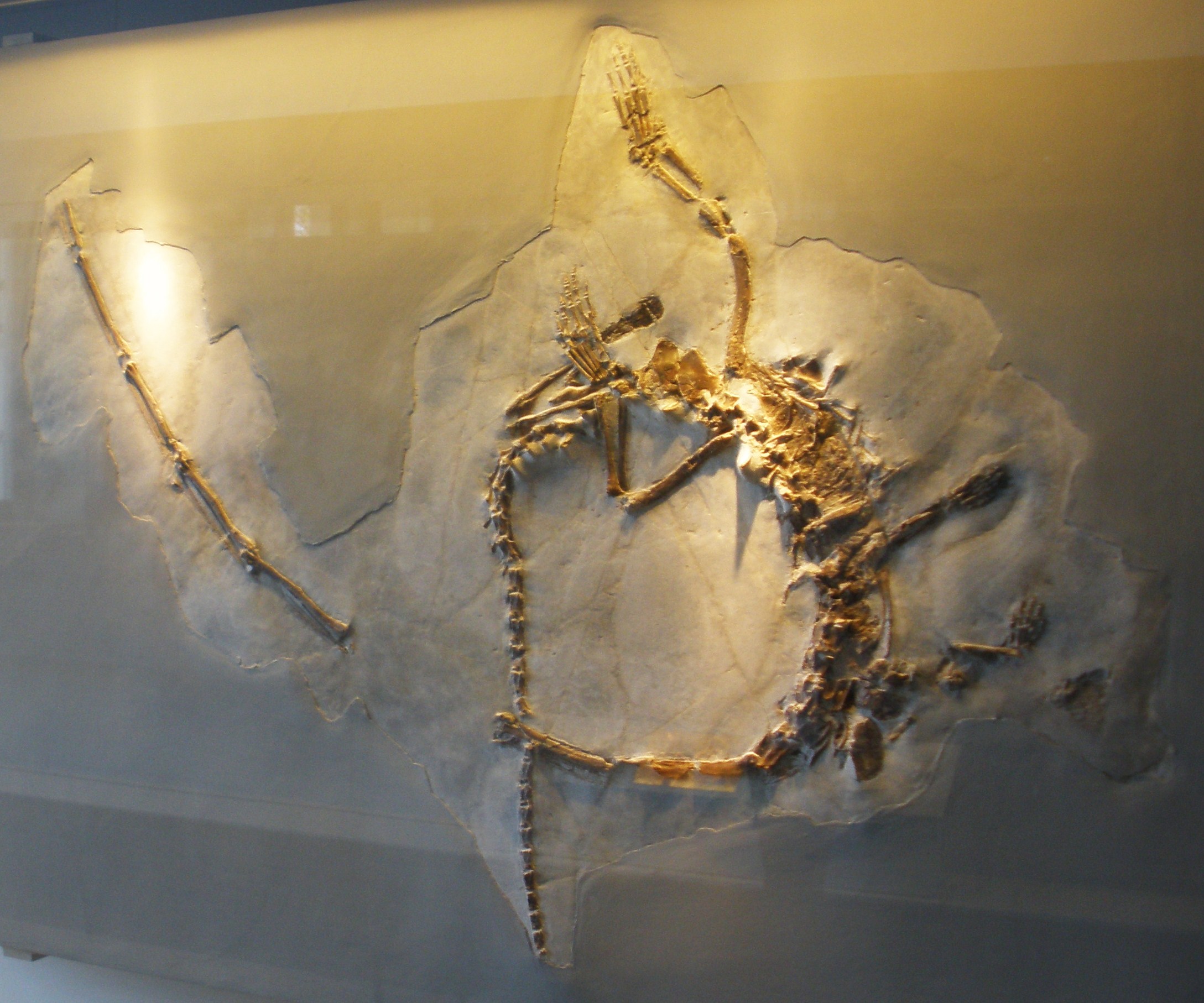 Tanystropheus longobardicus fossil specimen showing well-preserved elongated neck vertebrae in matrix