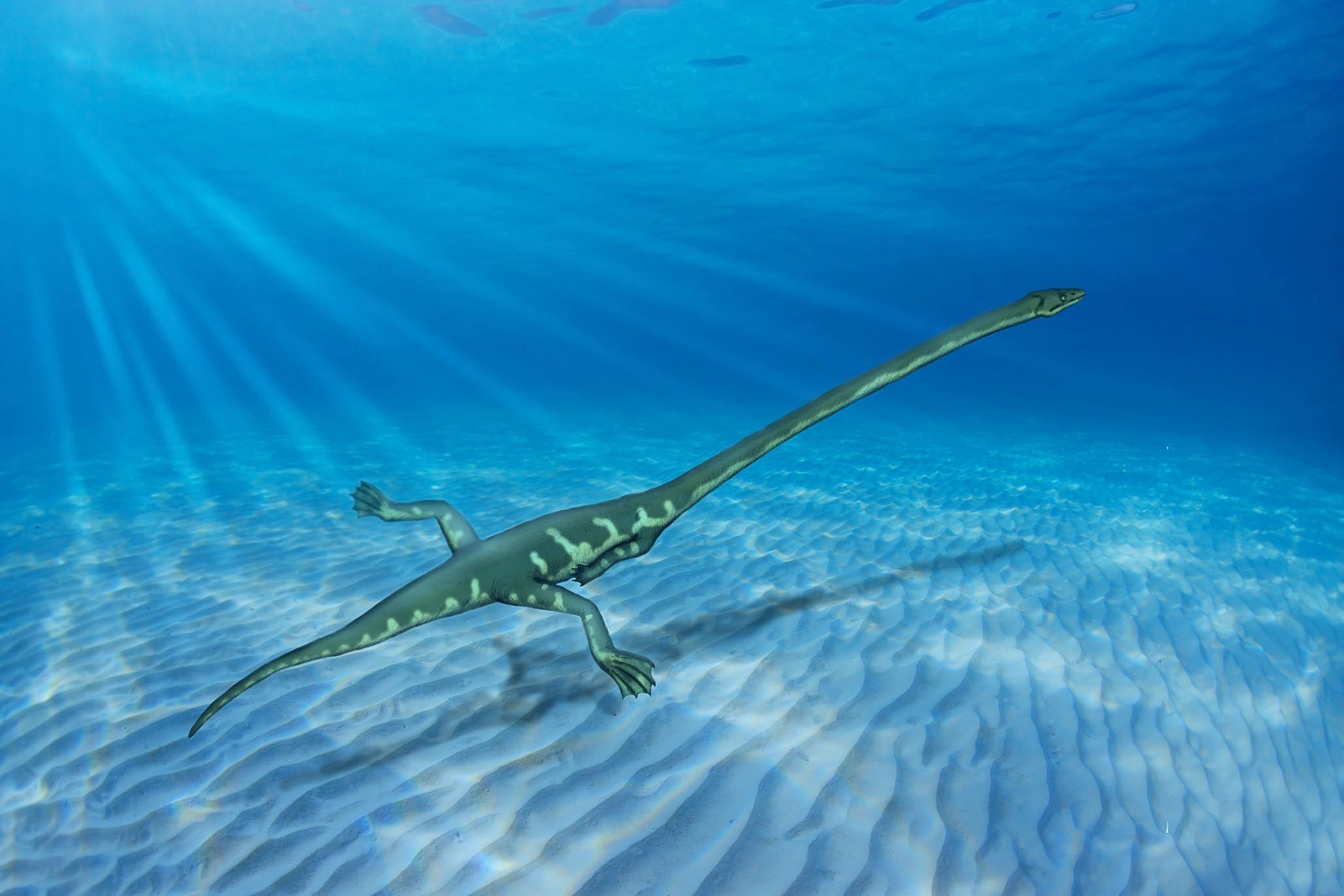 Tanystropheus long-necked reptile