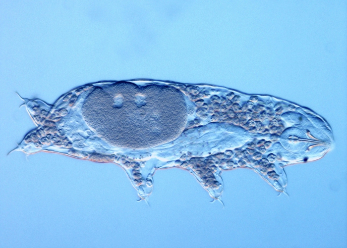 Tardigrade Acutuncus antarcticus from Antarctica, adapted to extreme cold