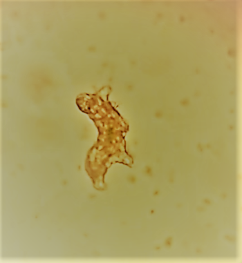 Colorful microscopy image of a tardigrade showing its distinctive eight-legged body plan
