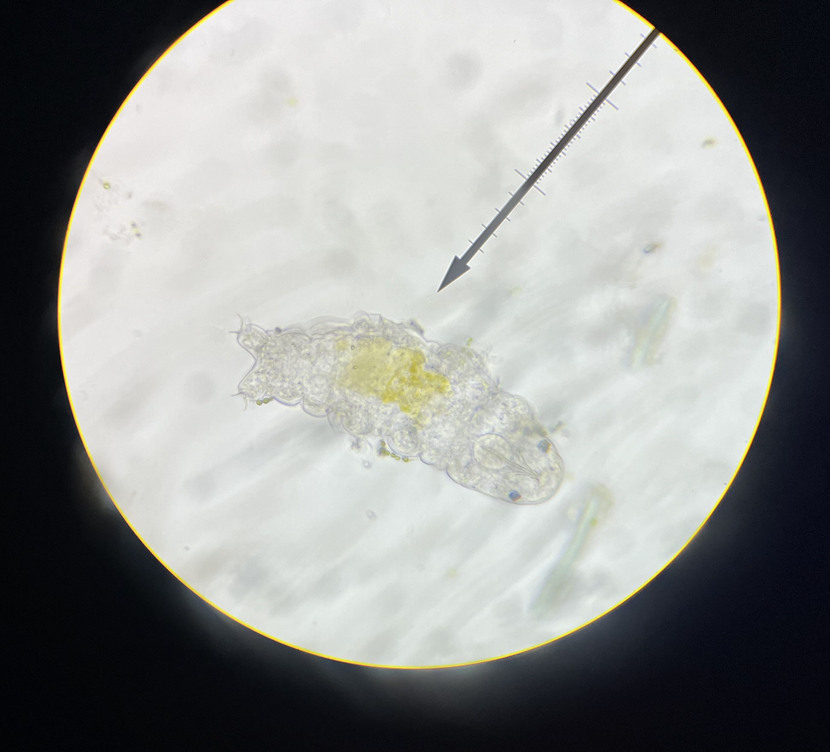 Tardigrade under microscope