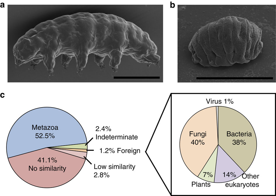 Scanning electron micrographs comparing active tardigrade with tun state, showing dramatic body contraction