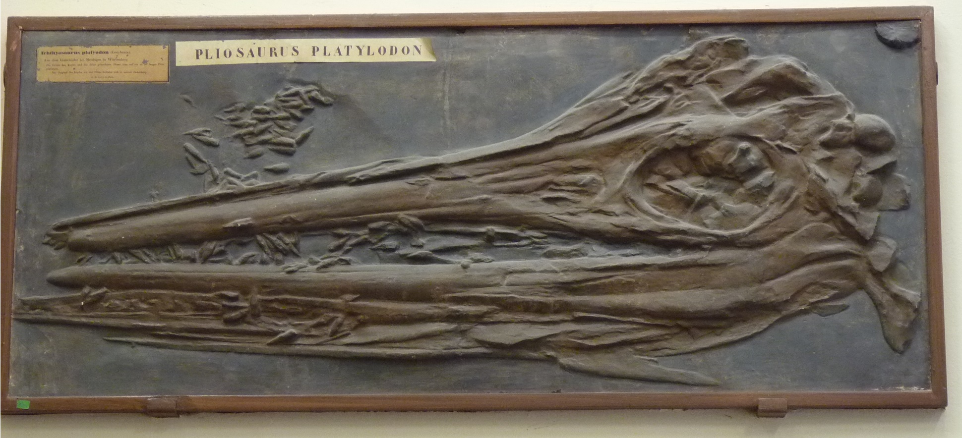 Mounted Temnodontosaurus skeleton on display at a natural history museum