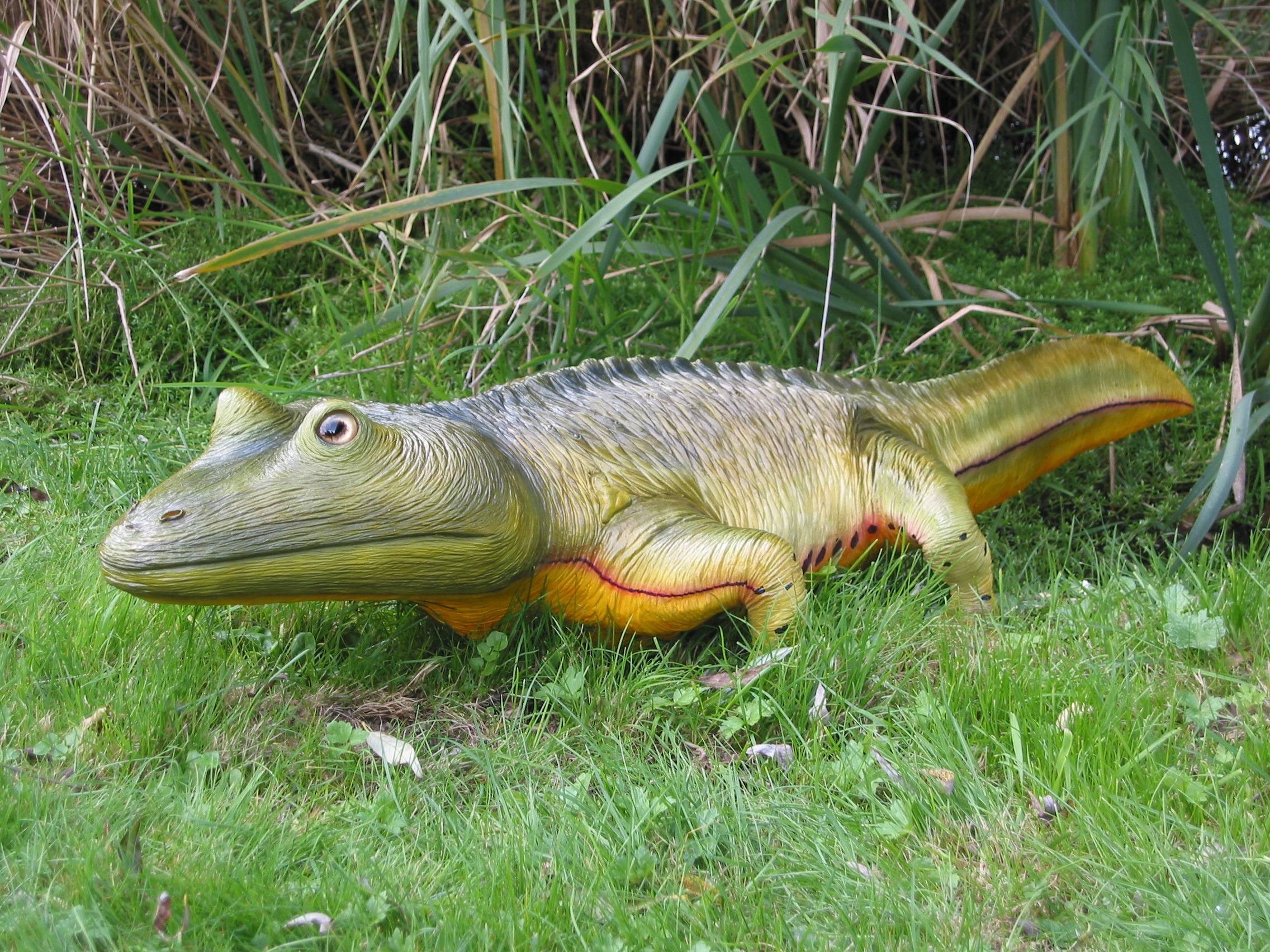Reconstruction of a Carboniferous temnospondyl amphibian with sprawling limbs and flattened skull