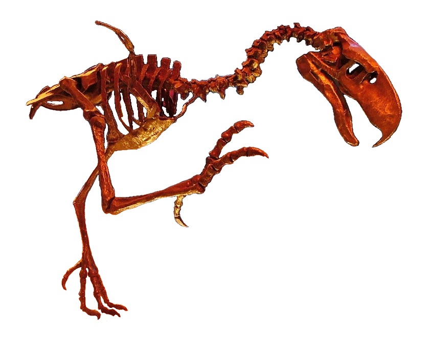 Mounted Phorusrhacidae skeleton showing the massive skull and powerful leg bones