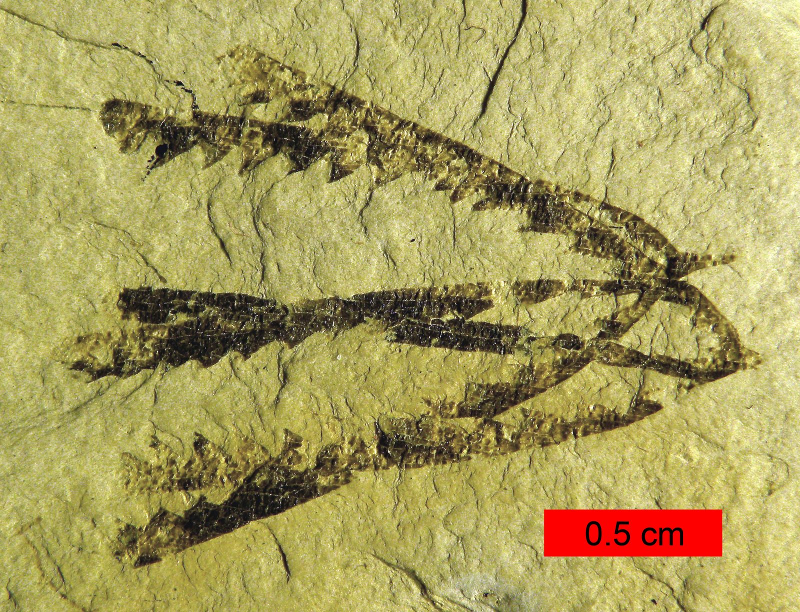 Tetragraptus fruticosus graptolite colony from the Lower Ordovician of Bendigo, Australia, four radiating branches preserved on shale
