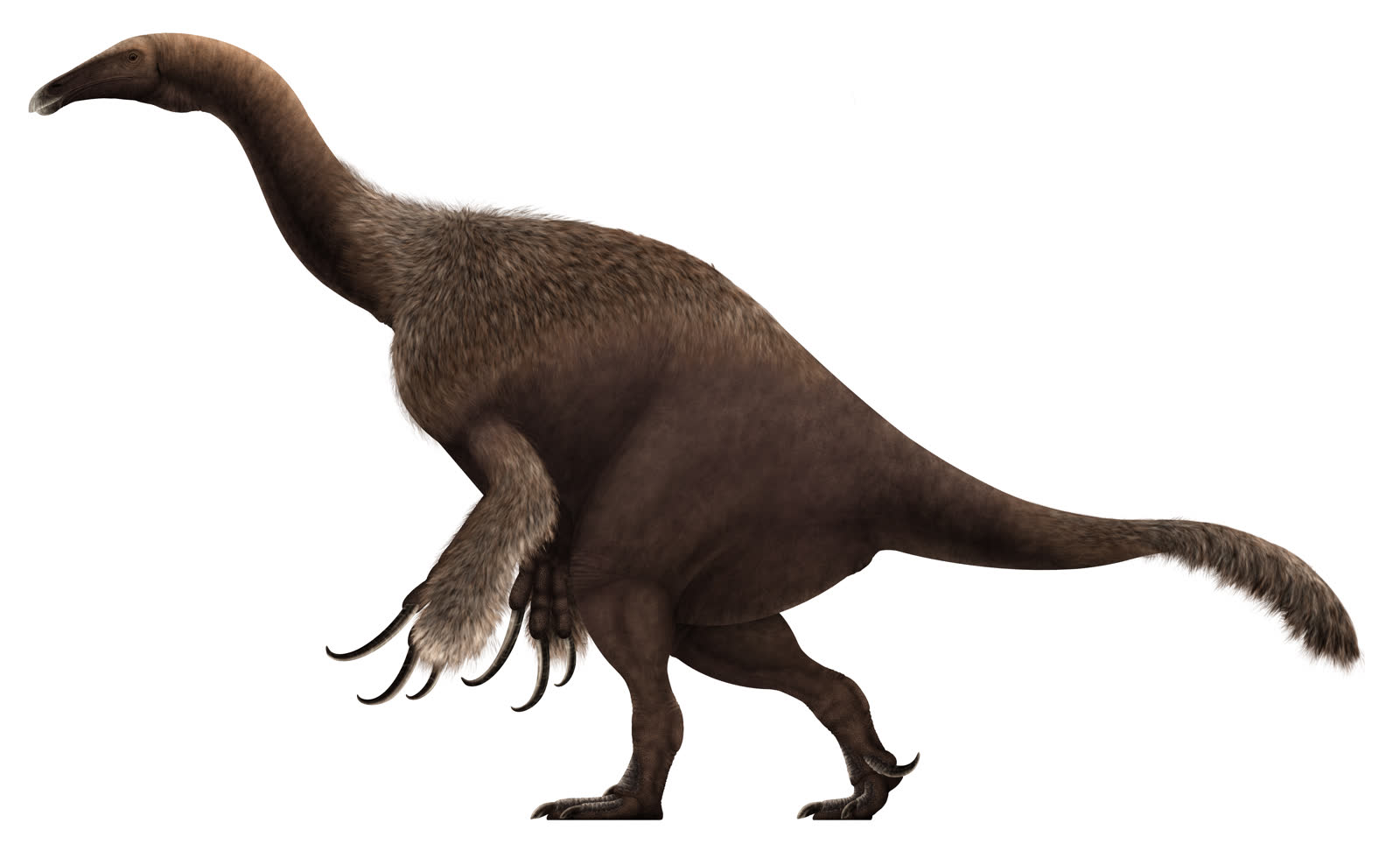 Life restoration of Therizinosaurus with a feathered body, long neck and three giant curved claws on each hand