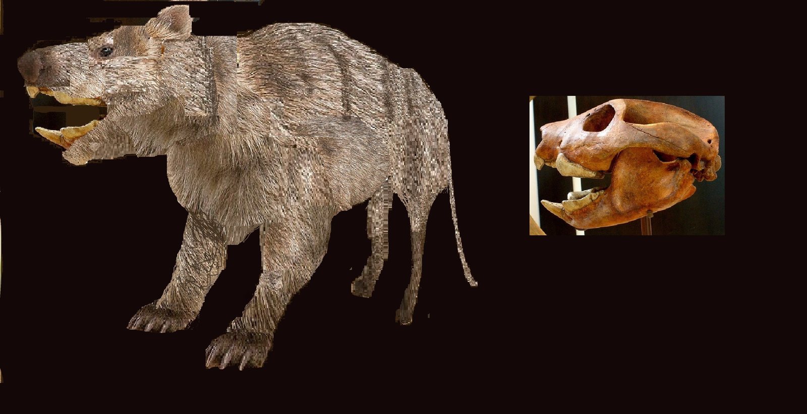 Museum life model of Thylacoleo beside its fossil skull, both shown in profile