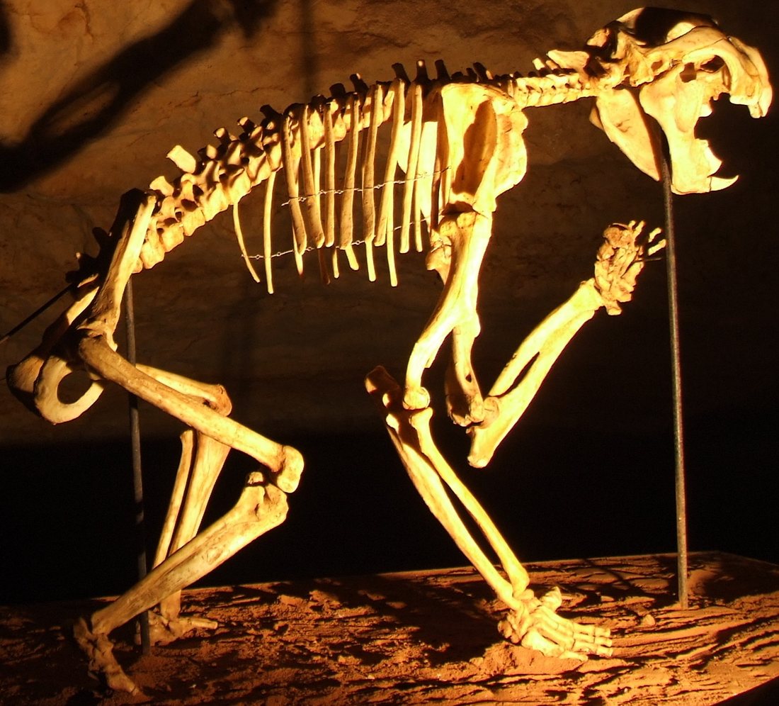 Mounted Thylacoleo carnifex skeleton in the Victoria Fossil Cave exhibit at Naracoorte, South Australia