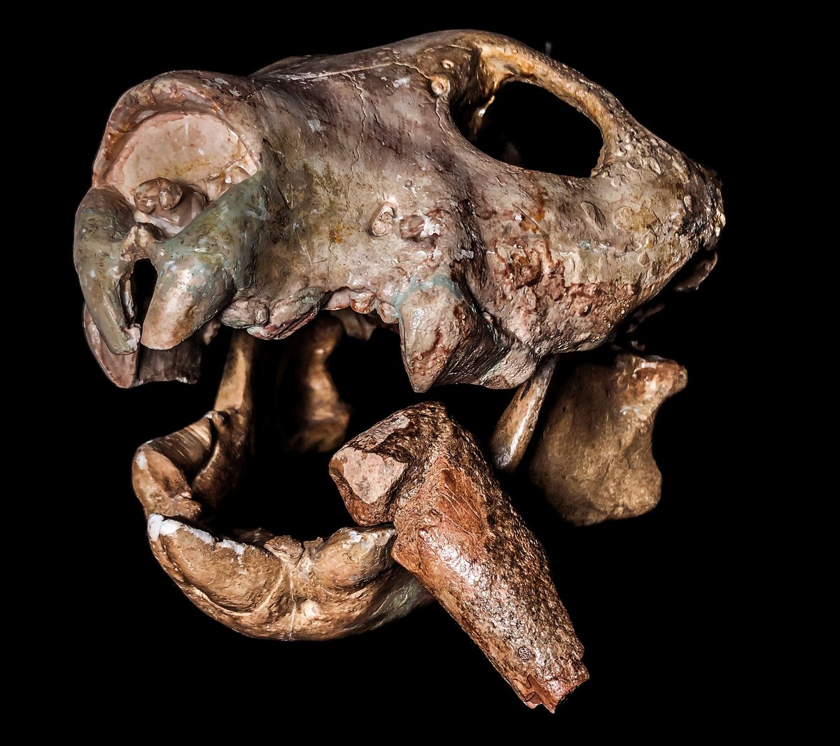 Fossil skull and lower jaws of Thylacoleo carnifex in profile against a black background