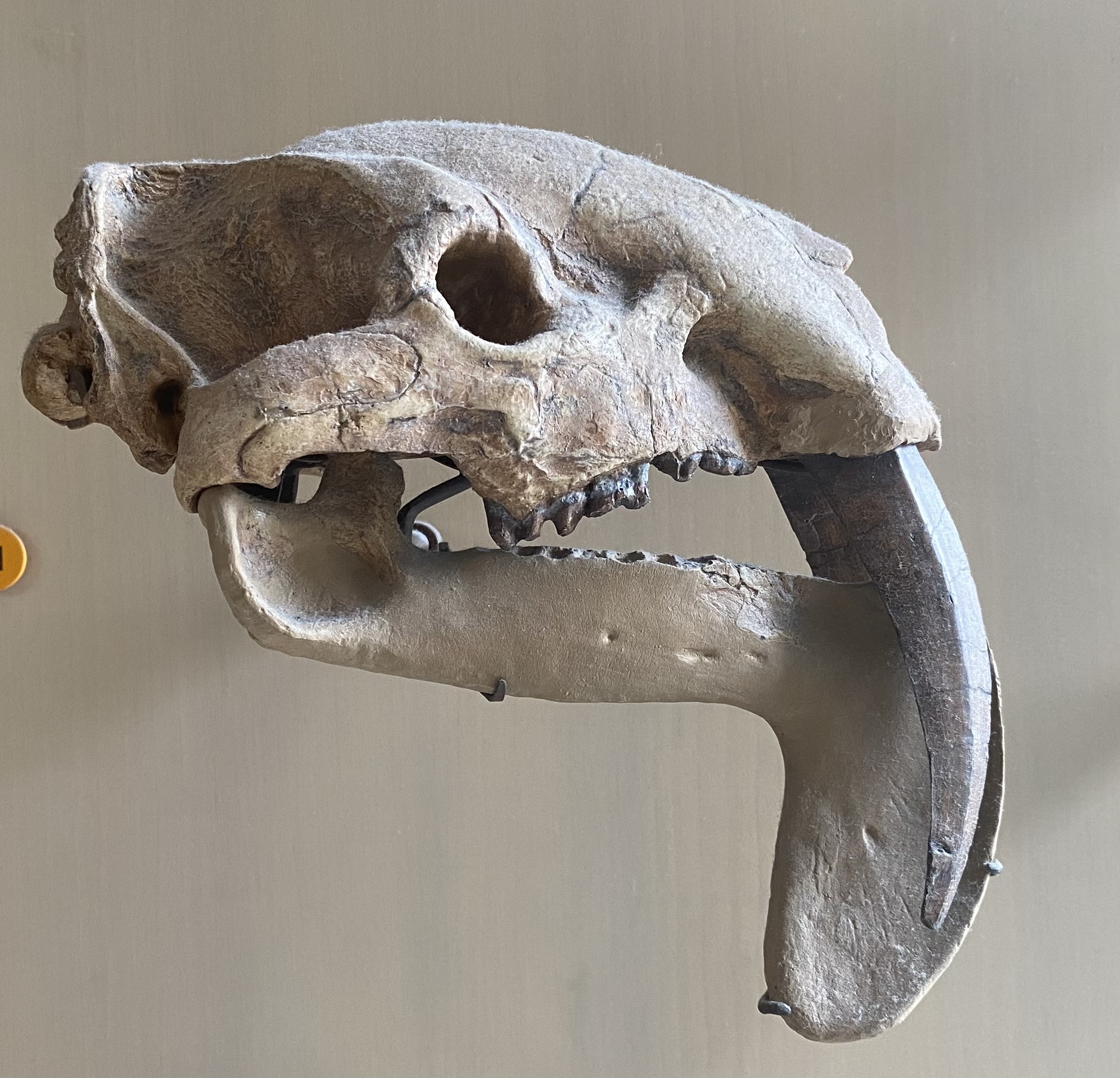 Thylacosmilus skull at the American Museum of Natural History showing sabers and lower jaw flanges