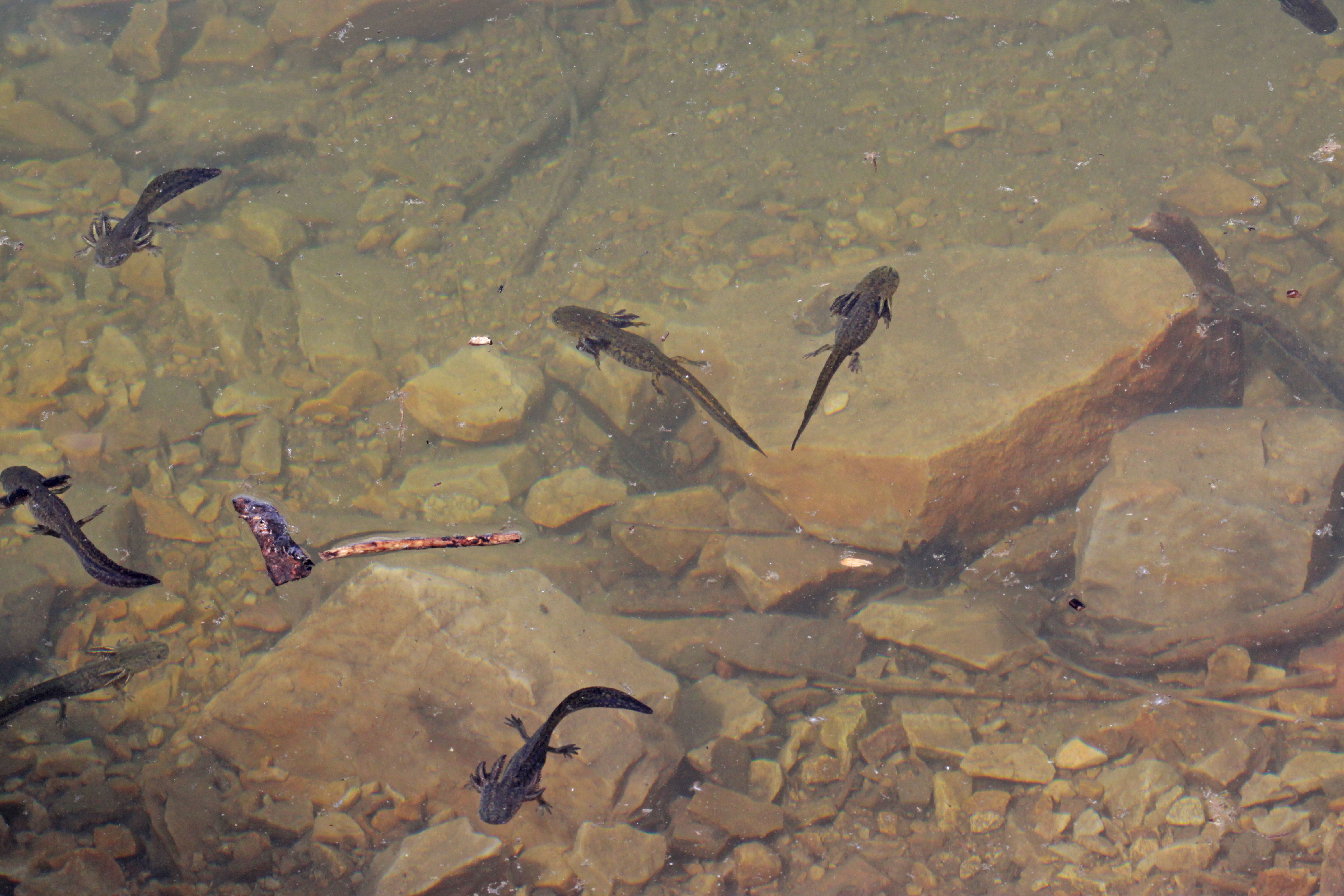 Tiger salamander larvae with external gills swimming in shallow pool water