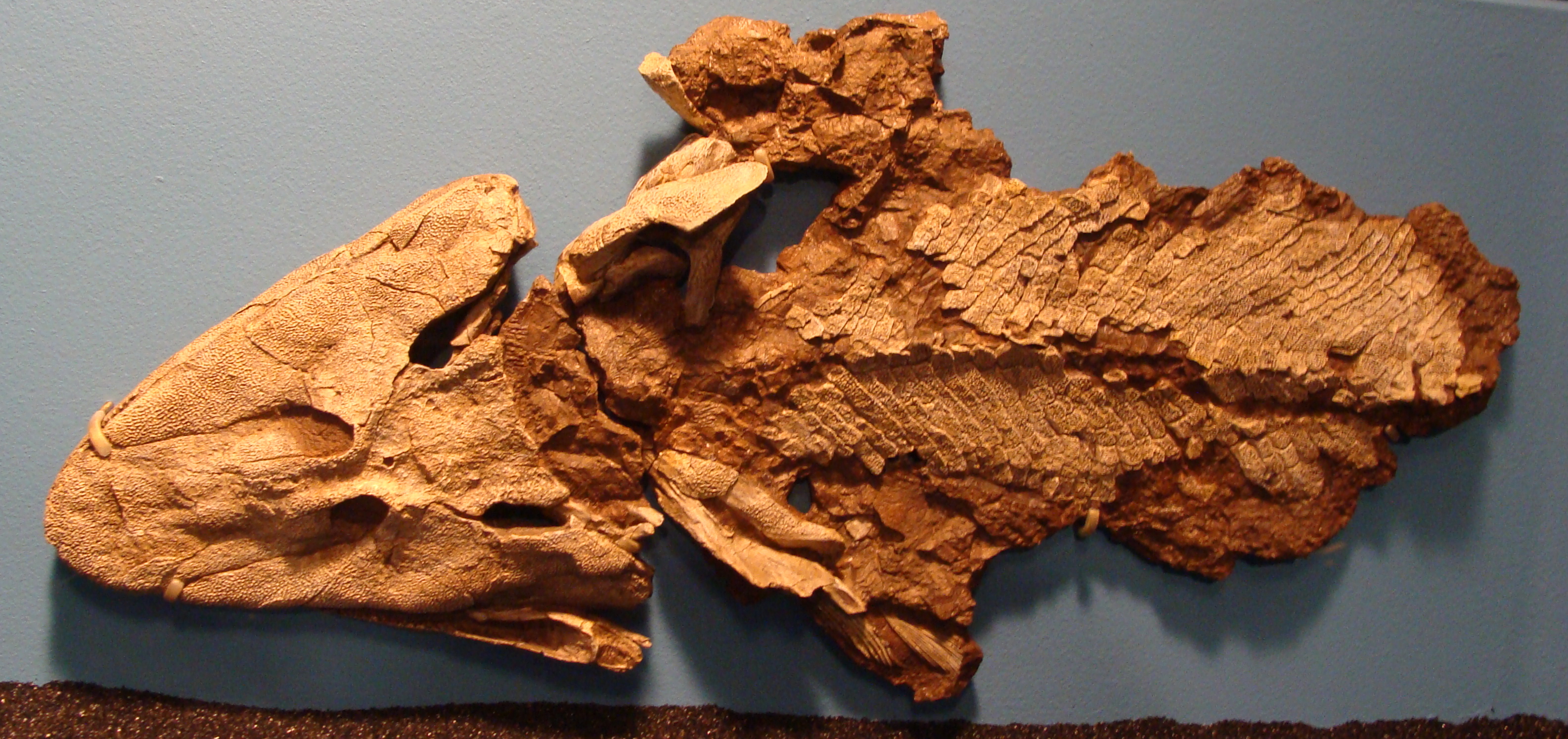 Cast of Tiktaalik roseae holotype on display at the Field Museum in Chicago