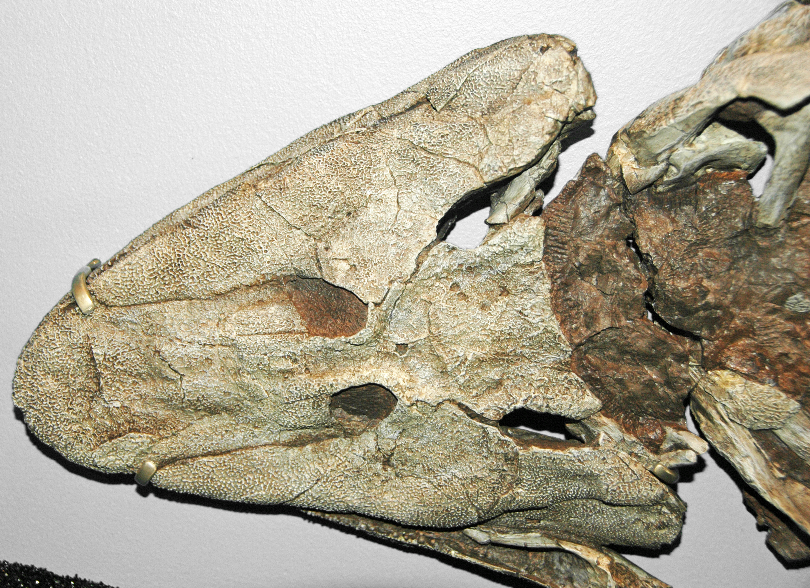 Tiktaalik roseae fossil specimen from the Fram Formation on Ellesmere Island, Arctic Canada