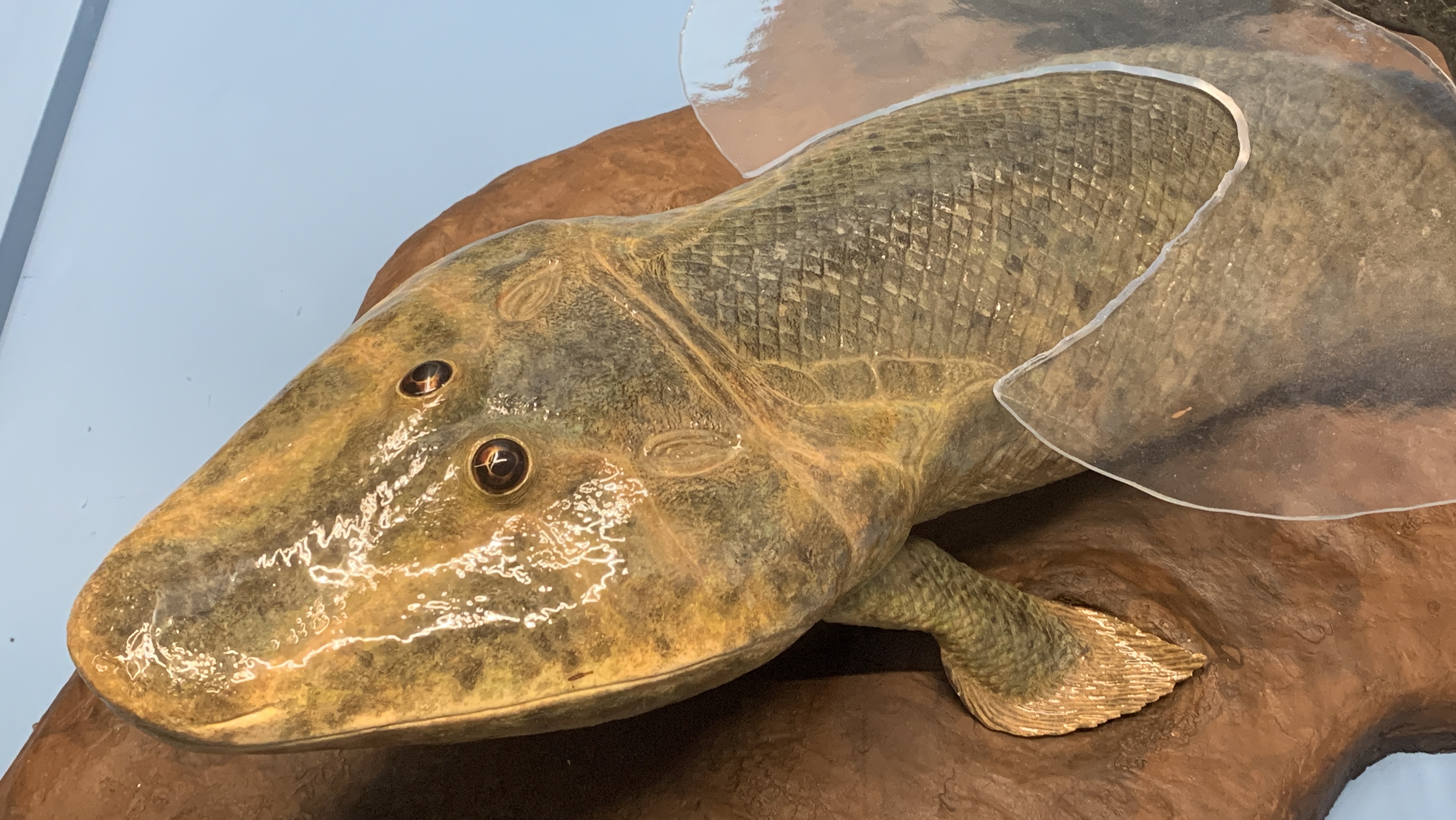 Reconstruction of Tiktaalik roseae, the fish-tetrapod transitional species that preceded Ichthyostega