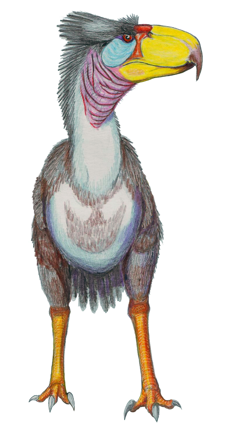 Life reconstruction of Titanis walleri, the terror bird that invaded North America